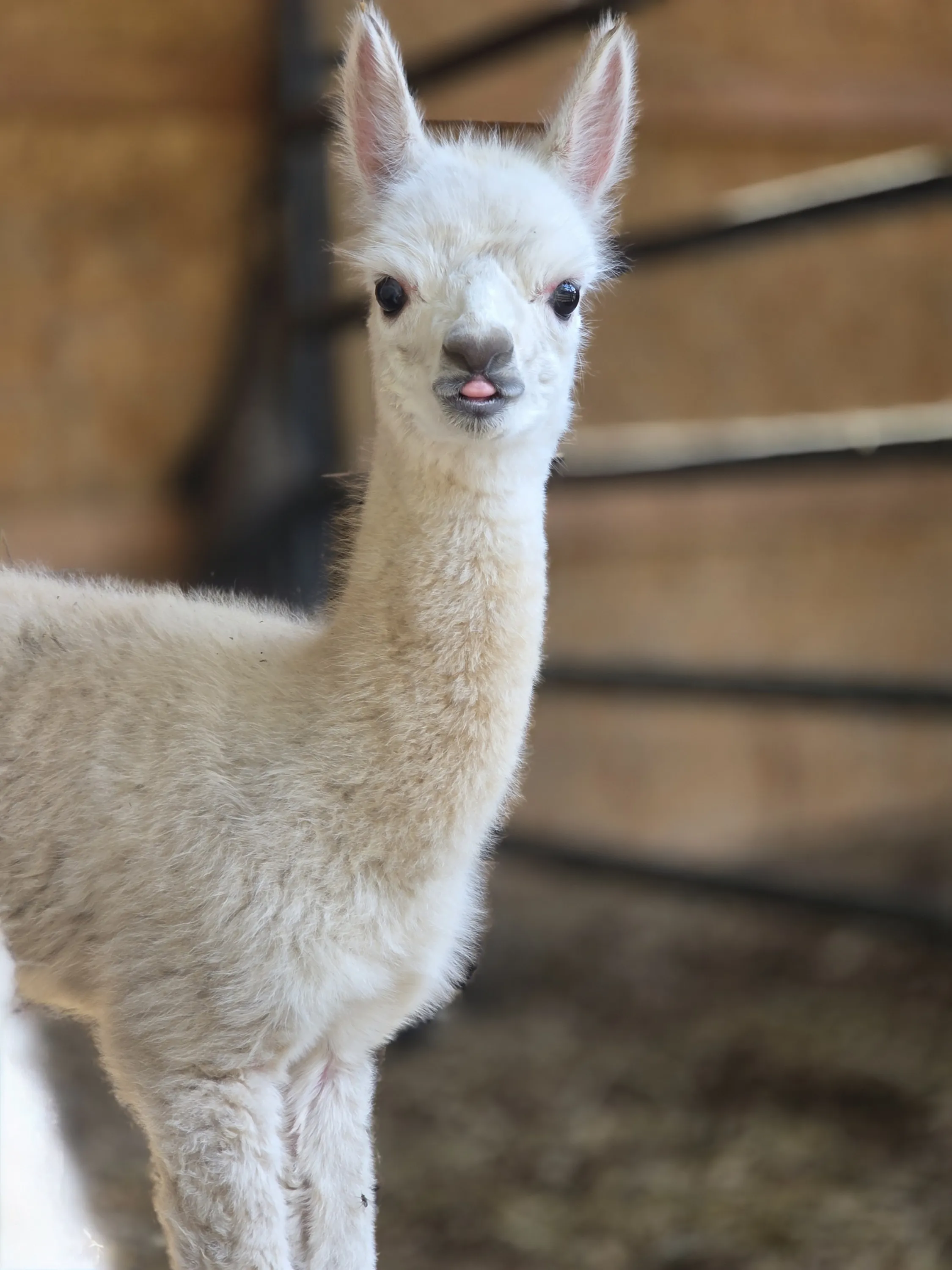Alpaca on the farm