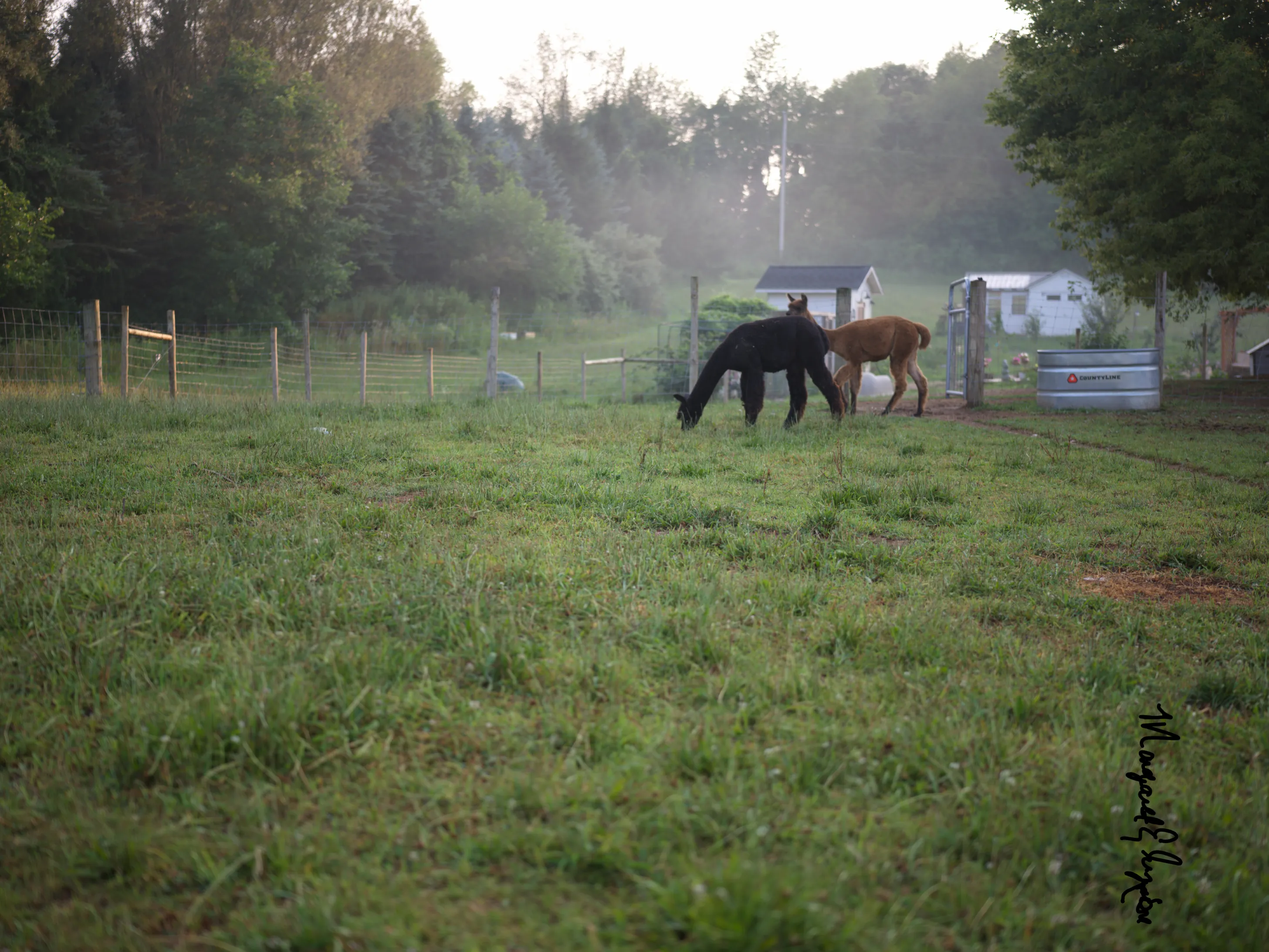 Alpacas grazing at dusk