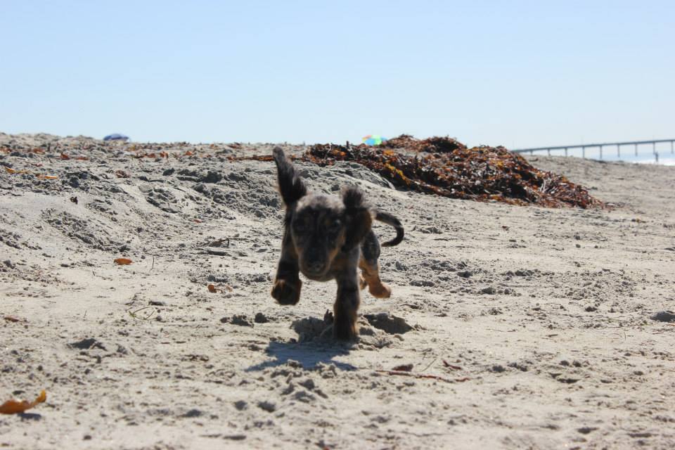 Beau as a puppy running on the beach