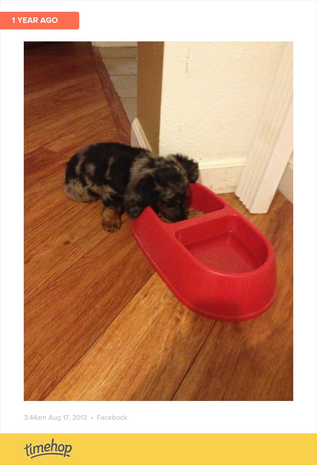 Mini dachshund puppy