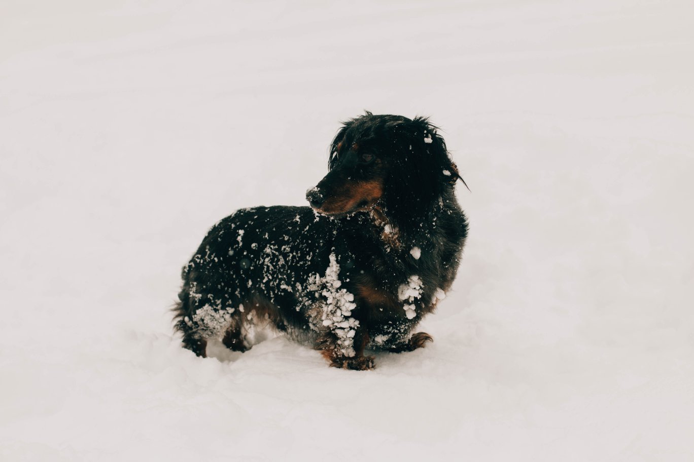 Beau, dapple dachshund, in the snow