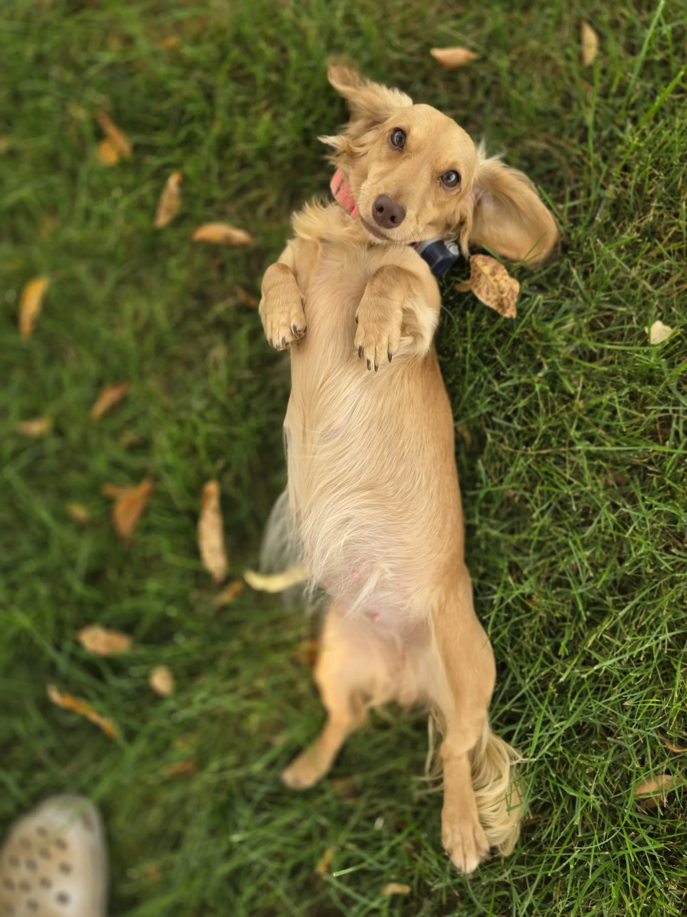 Gracie
