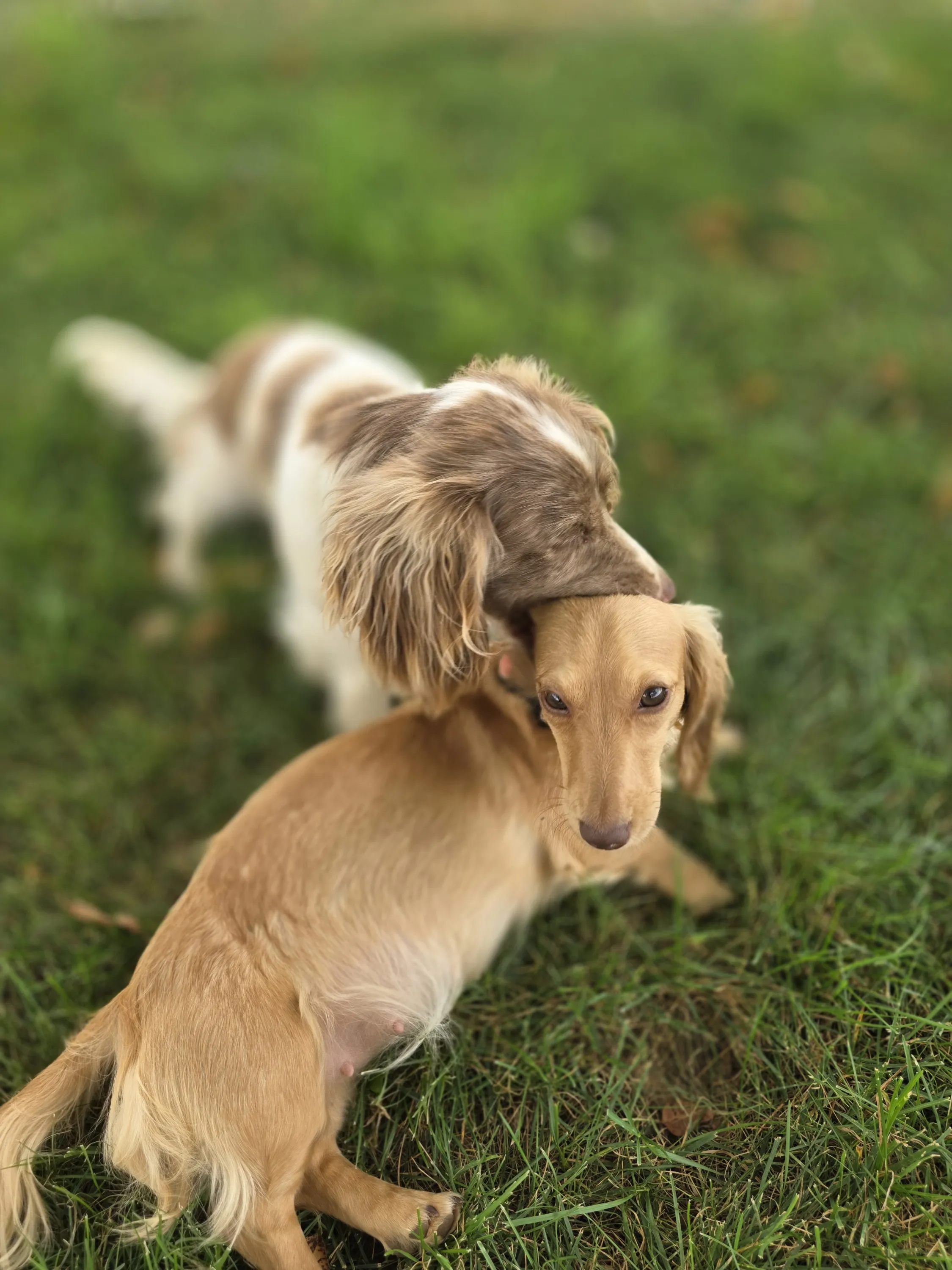 Gracie and Winston, our litter parents