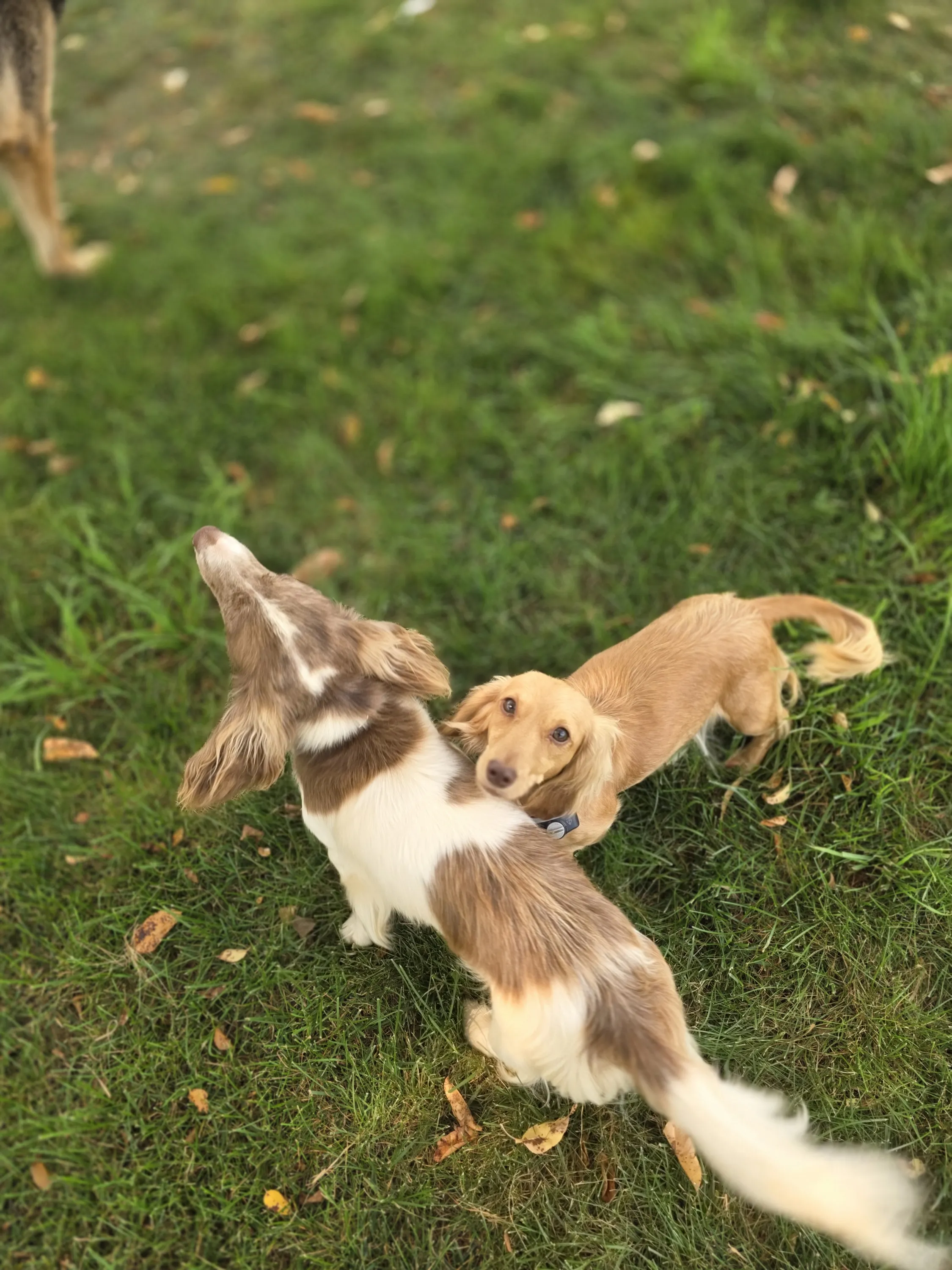 Gracie and Winston playing together