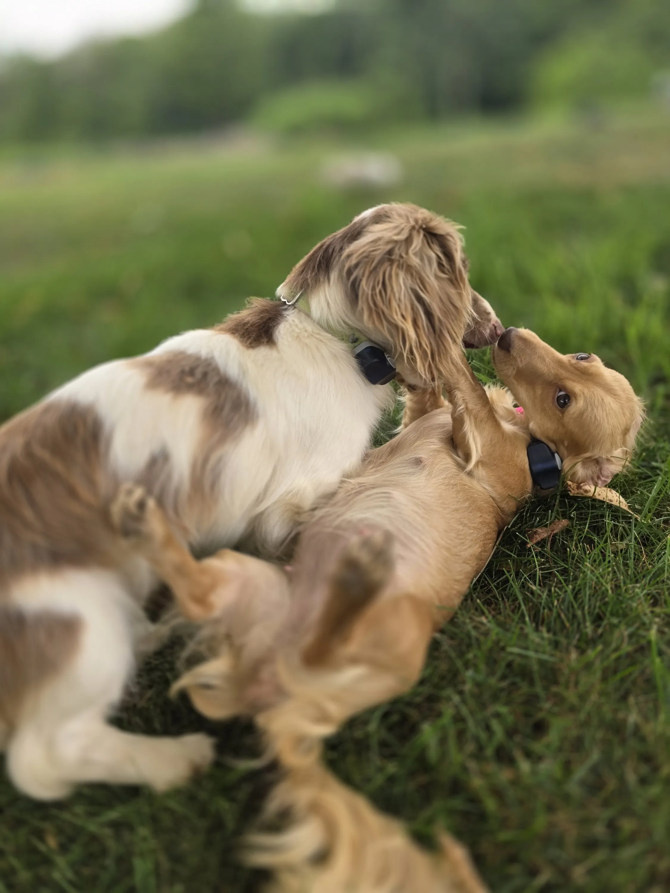Gracie and Winston romping in the grass