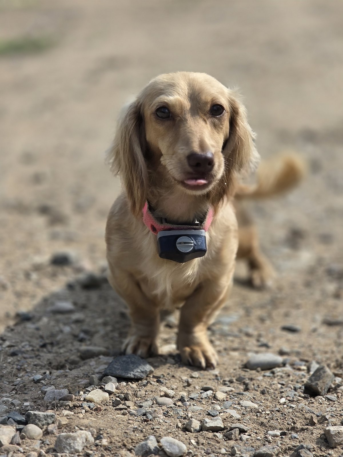 Mini dachshund puppy