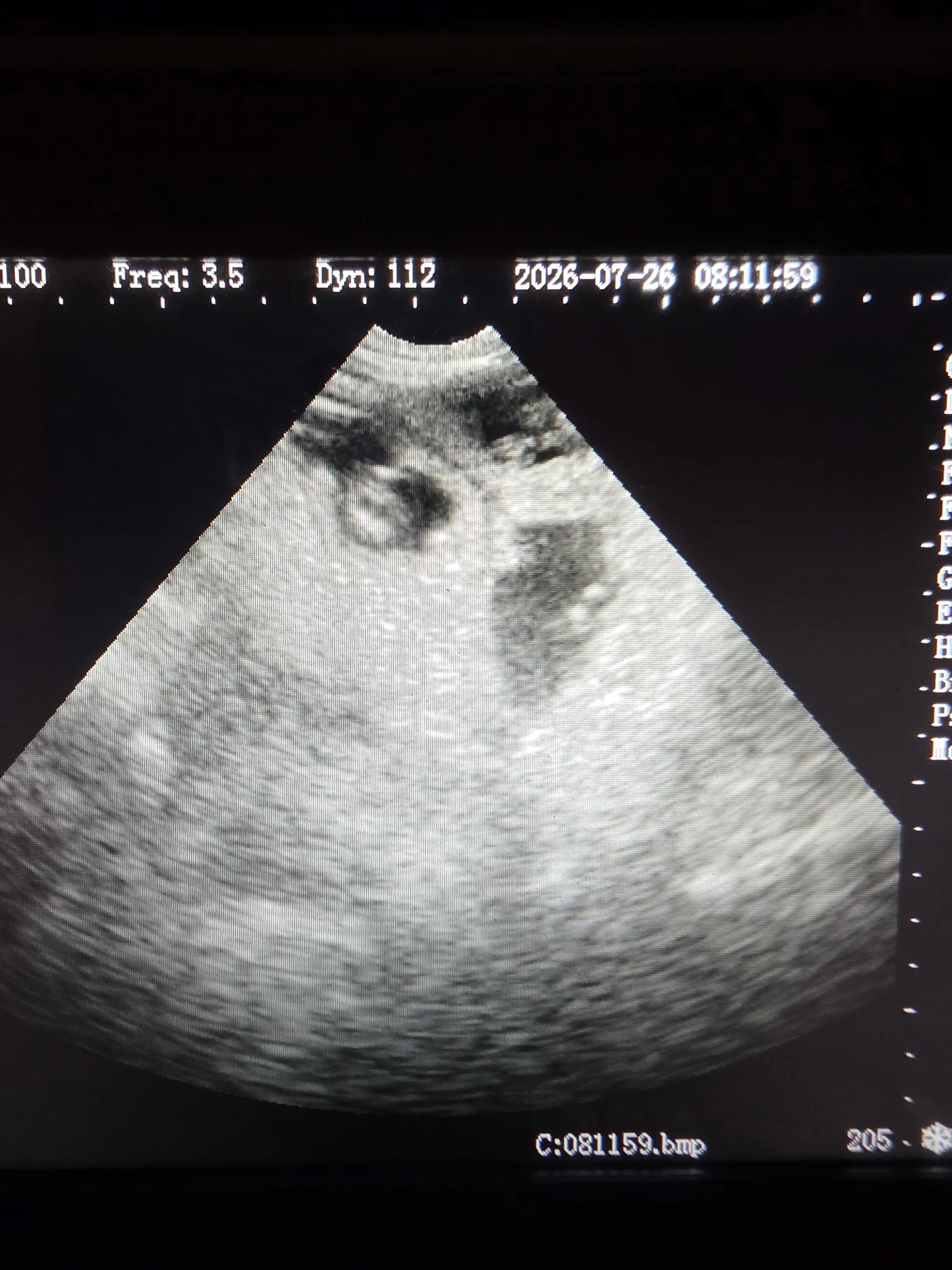 Ultrasound confirming the August 2026 litter