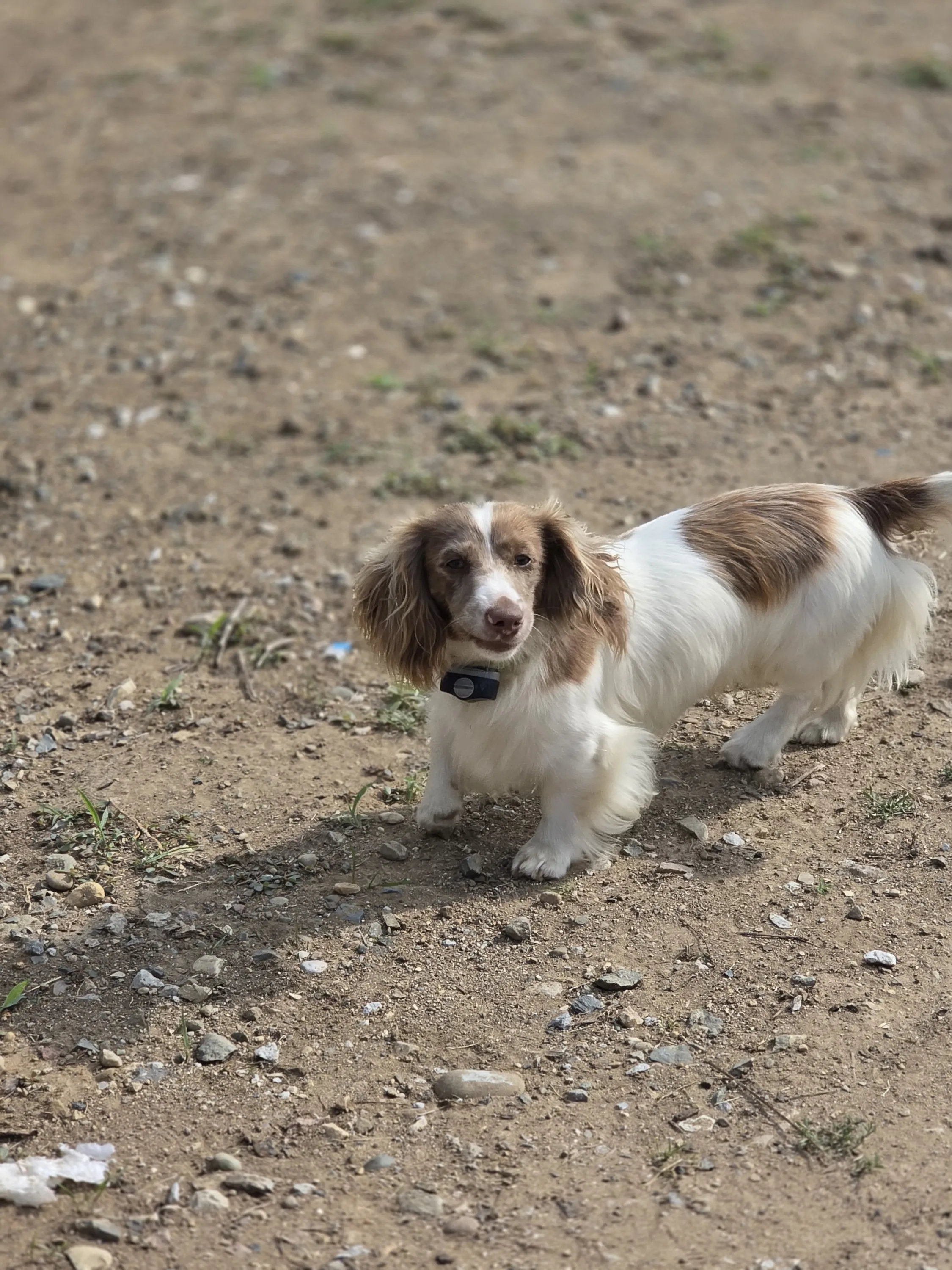 Mini dachshund walking on the farm