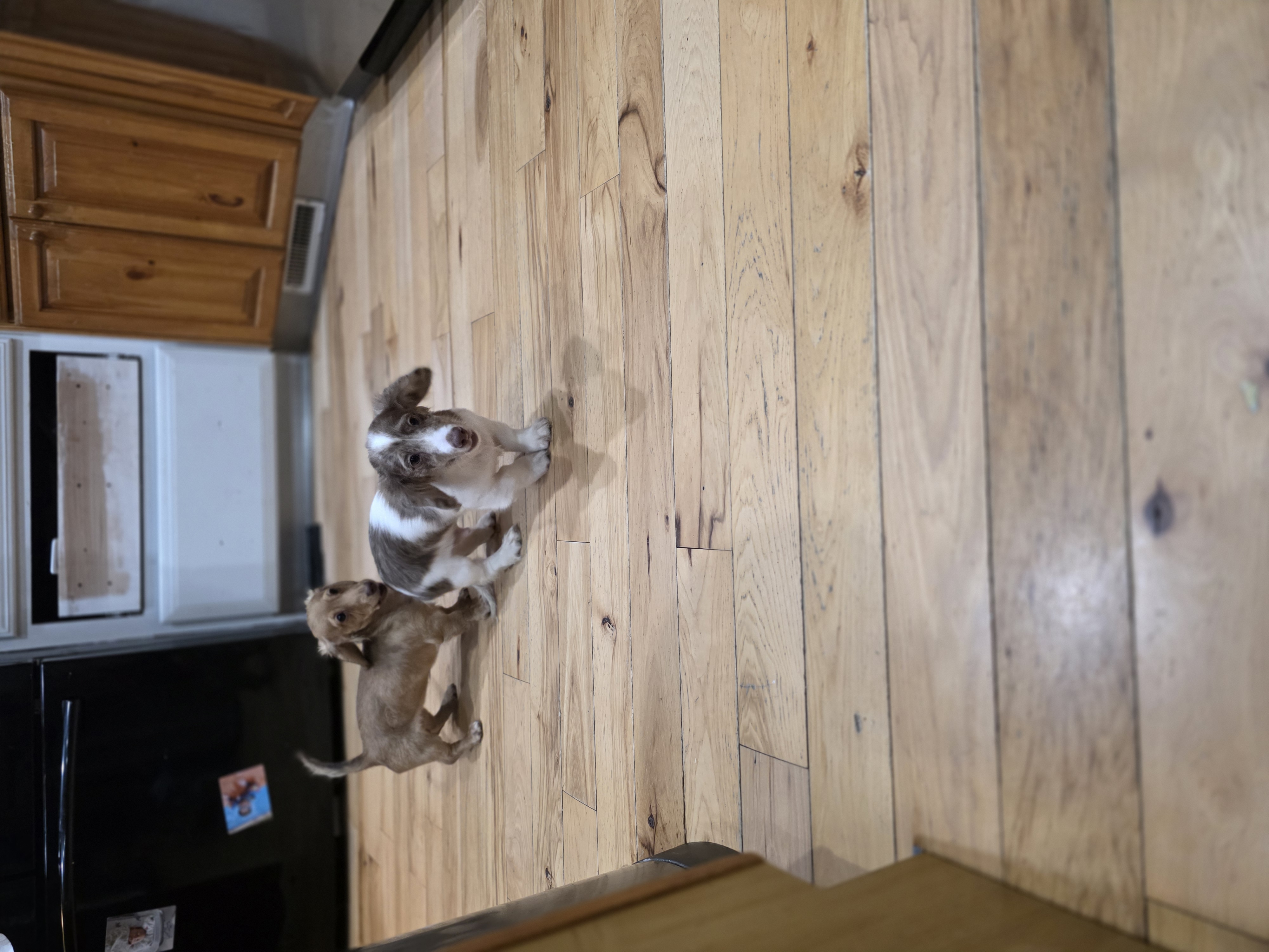 Winston as a puppy