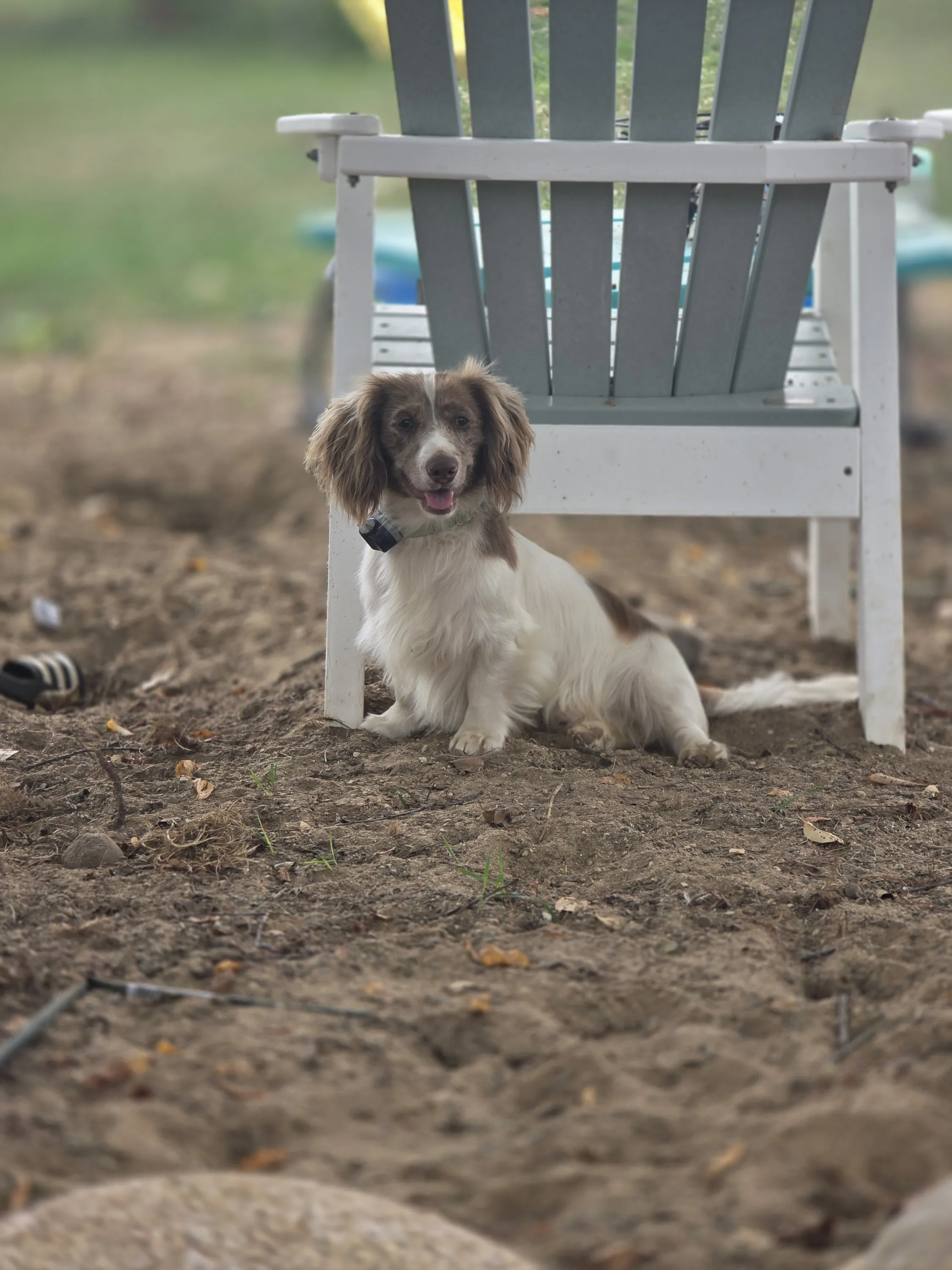 Winston sitting by the chair
