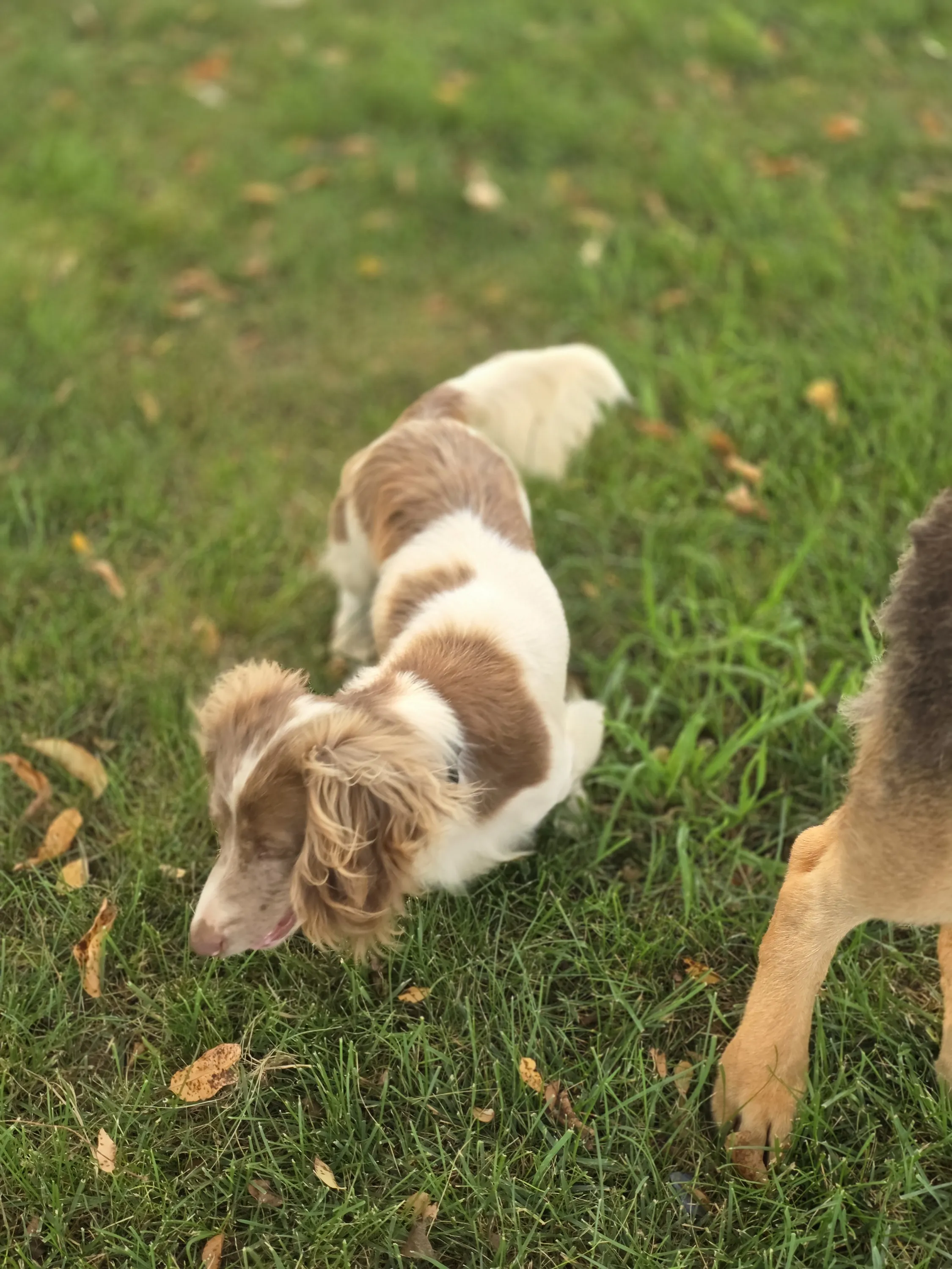 Winston sniffing around the yard
