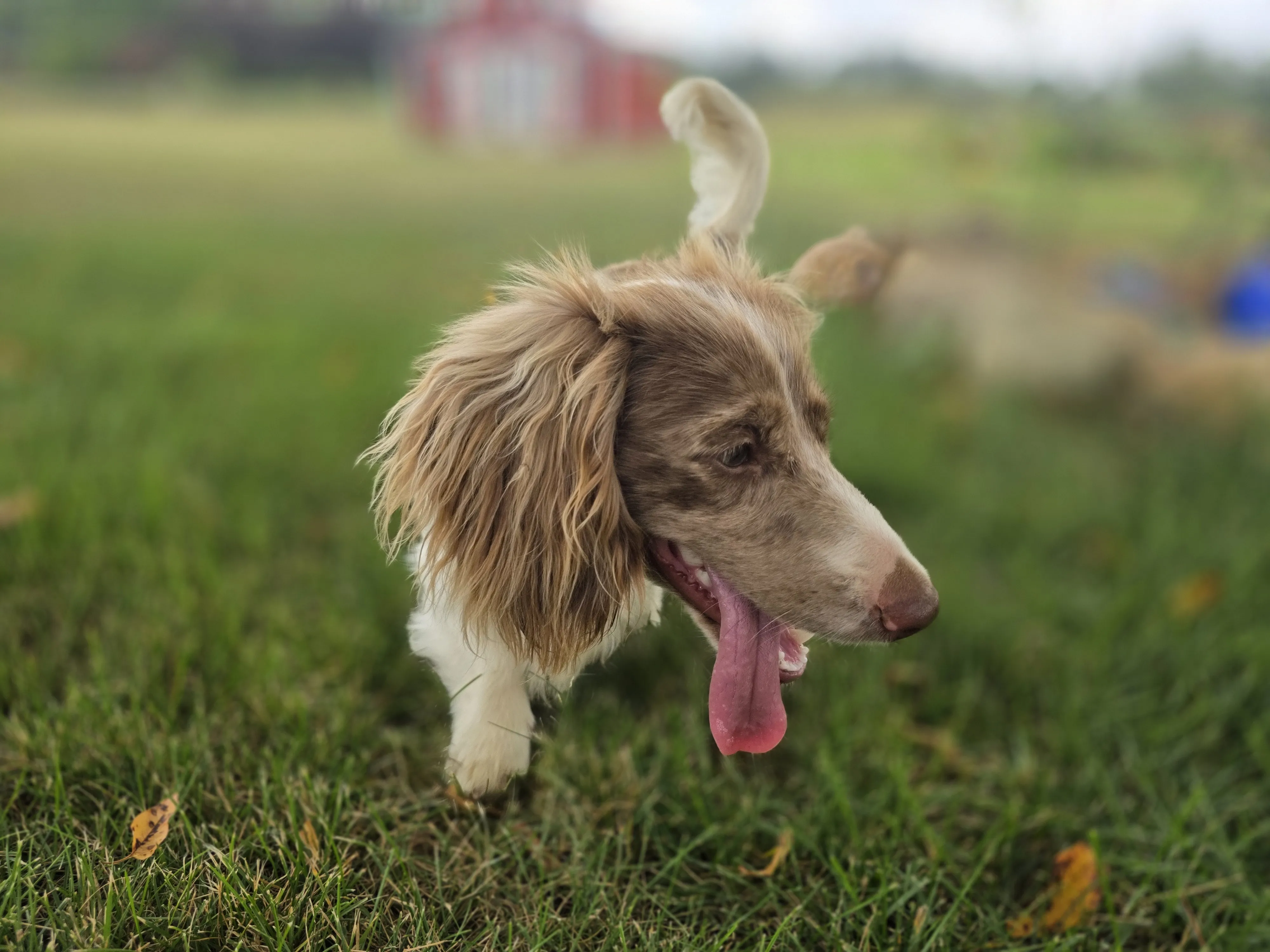 Winston mid-run with his tongue out