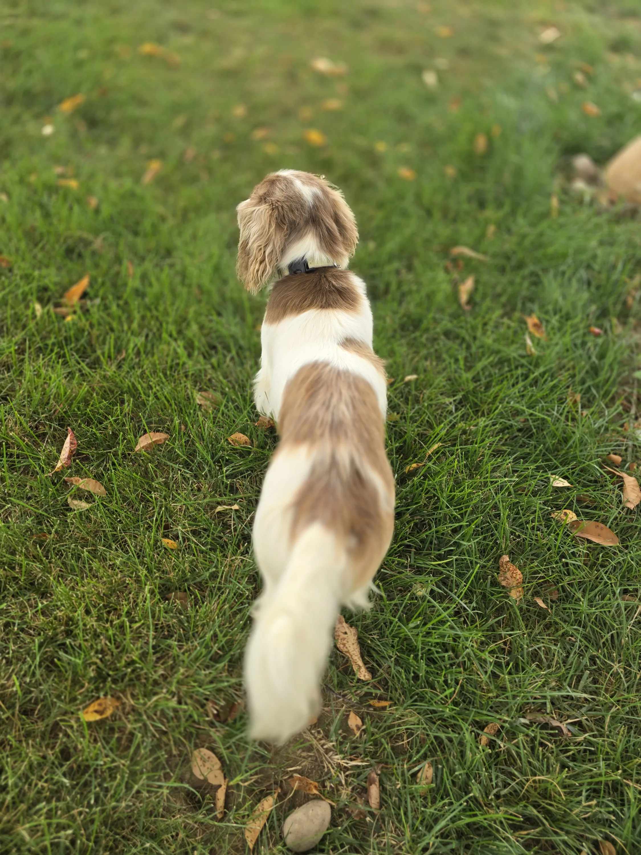 Winston walking through the grass