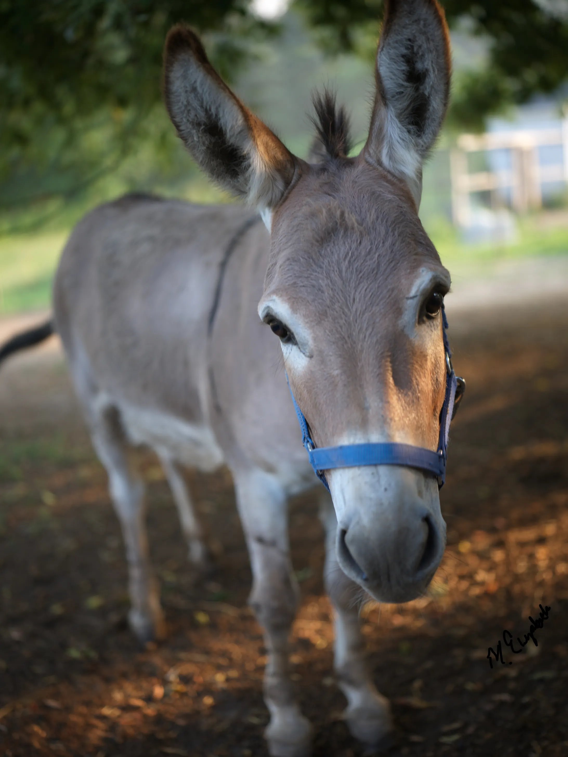 Mini donkey close up with blue halter