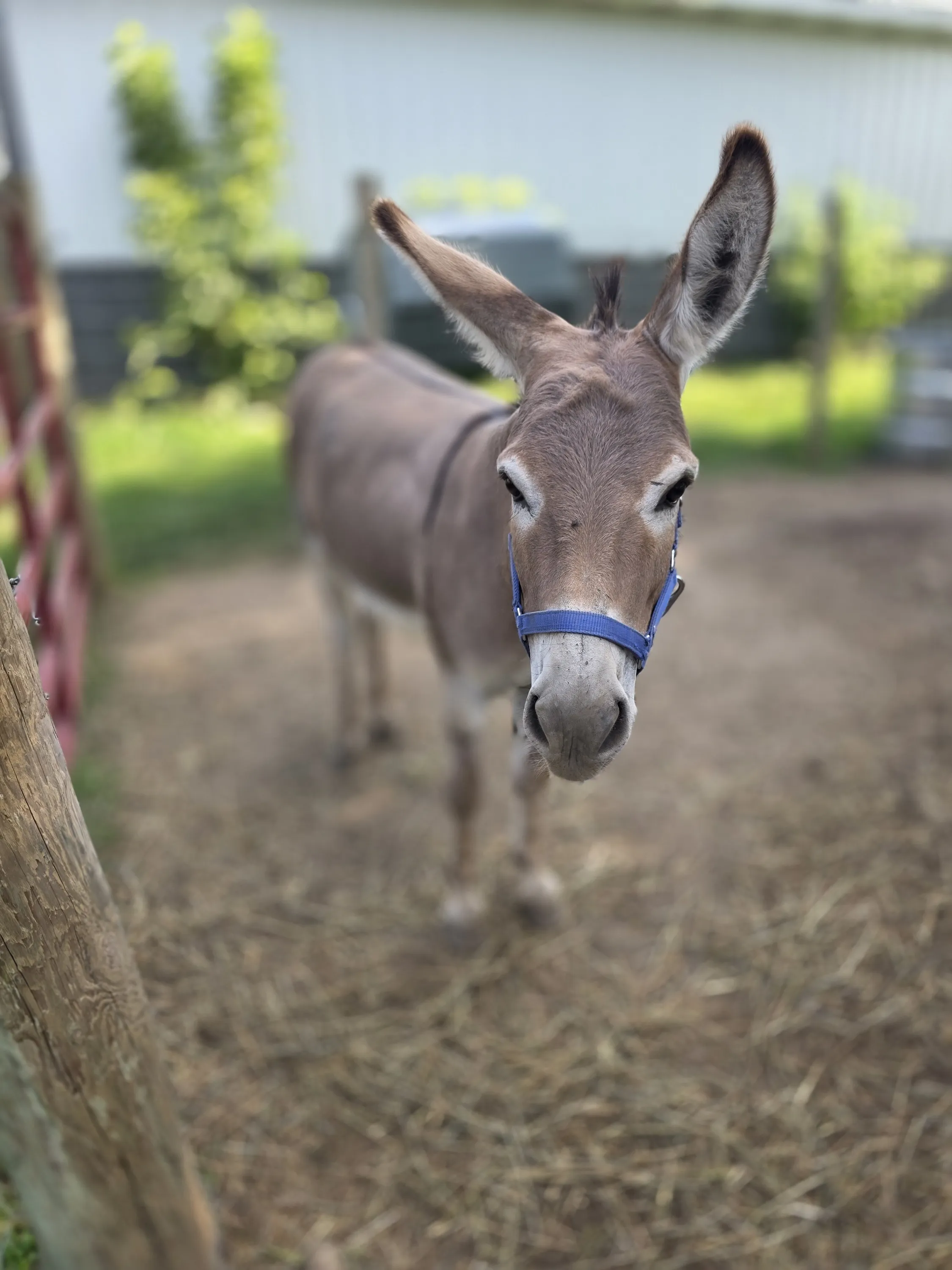 Mini donkey with blue halter