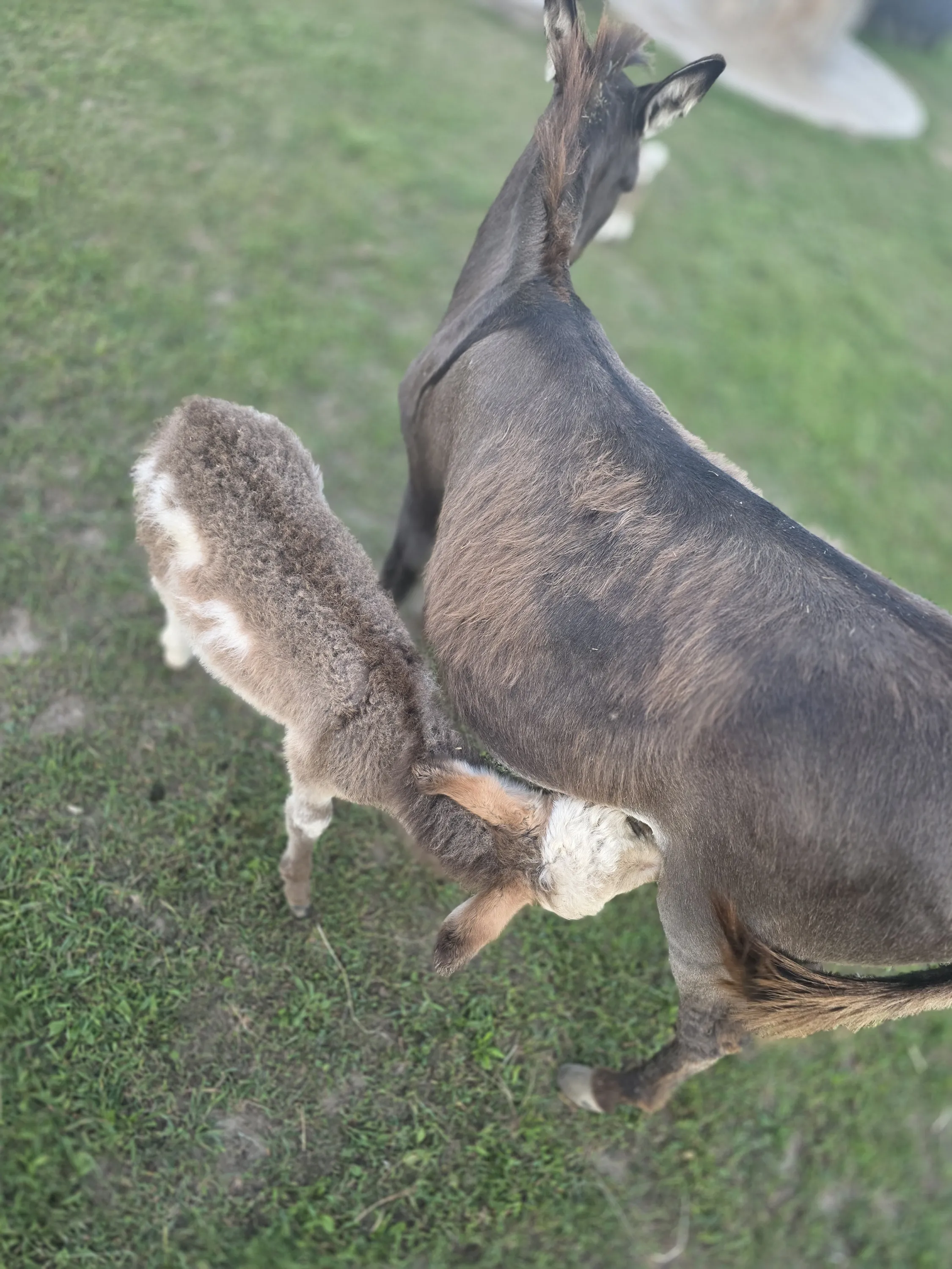 Buttons nursing her foal, Penny Lane