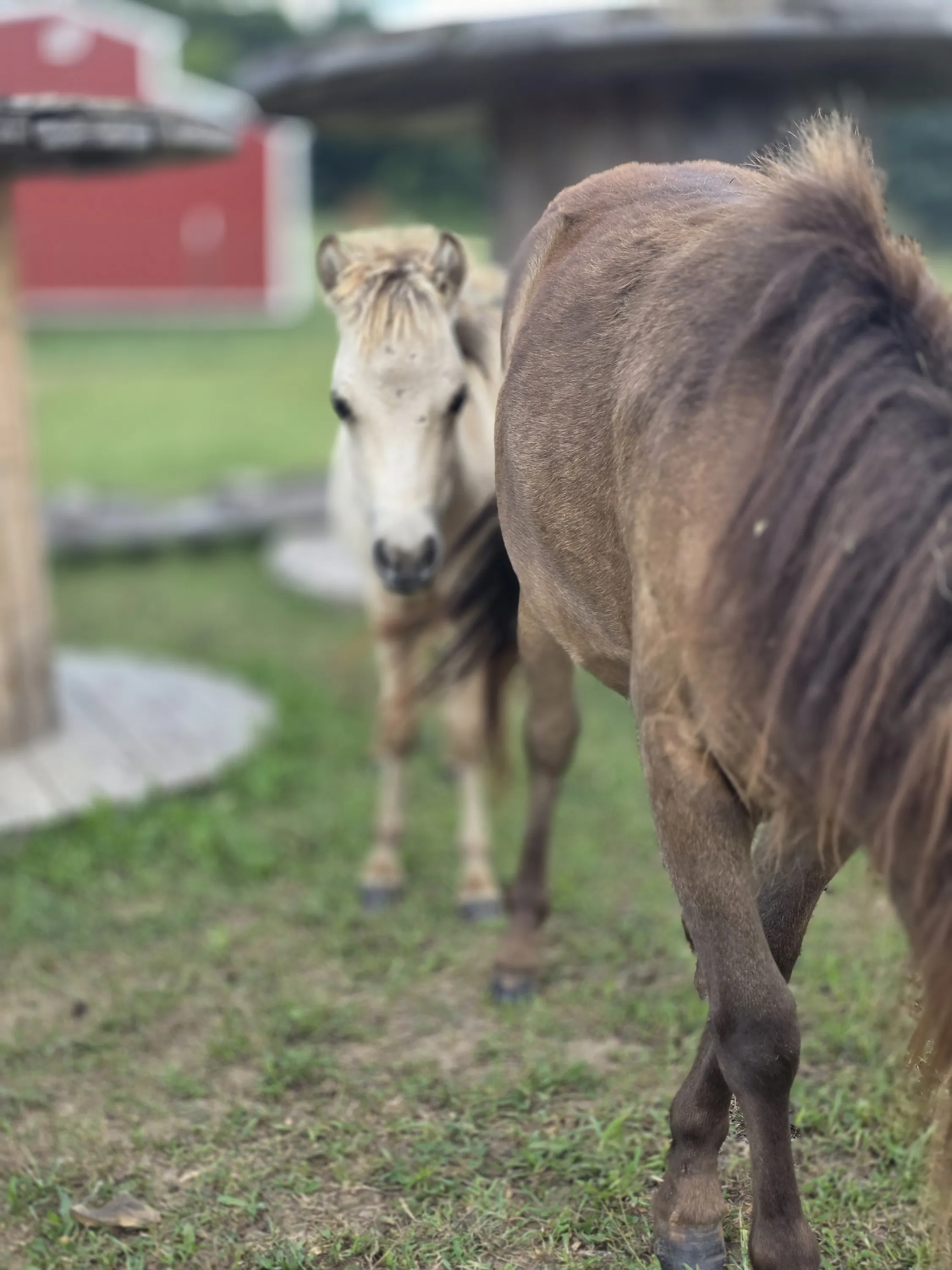 Buttons and Penny Lane out in the pasture