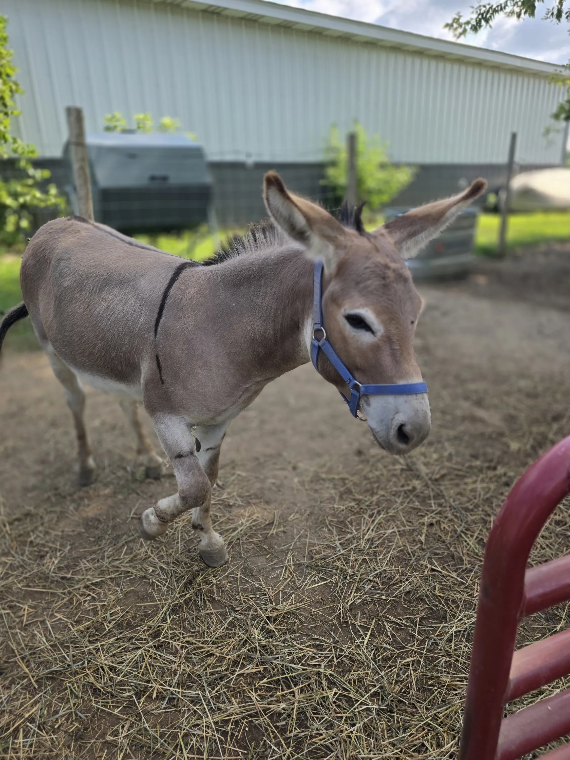 Charlie, a jack in our breeding program
