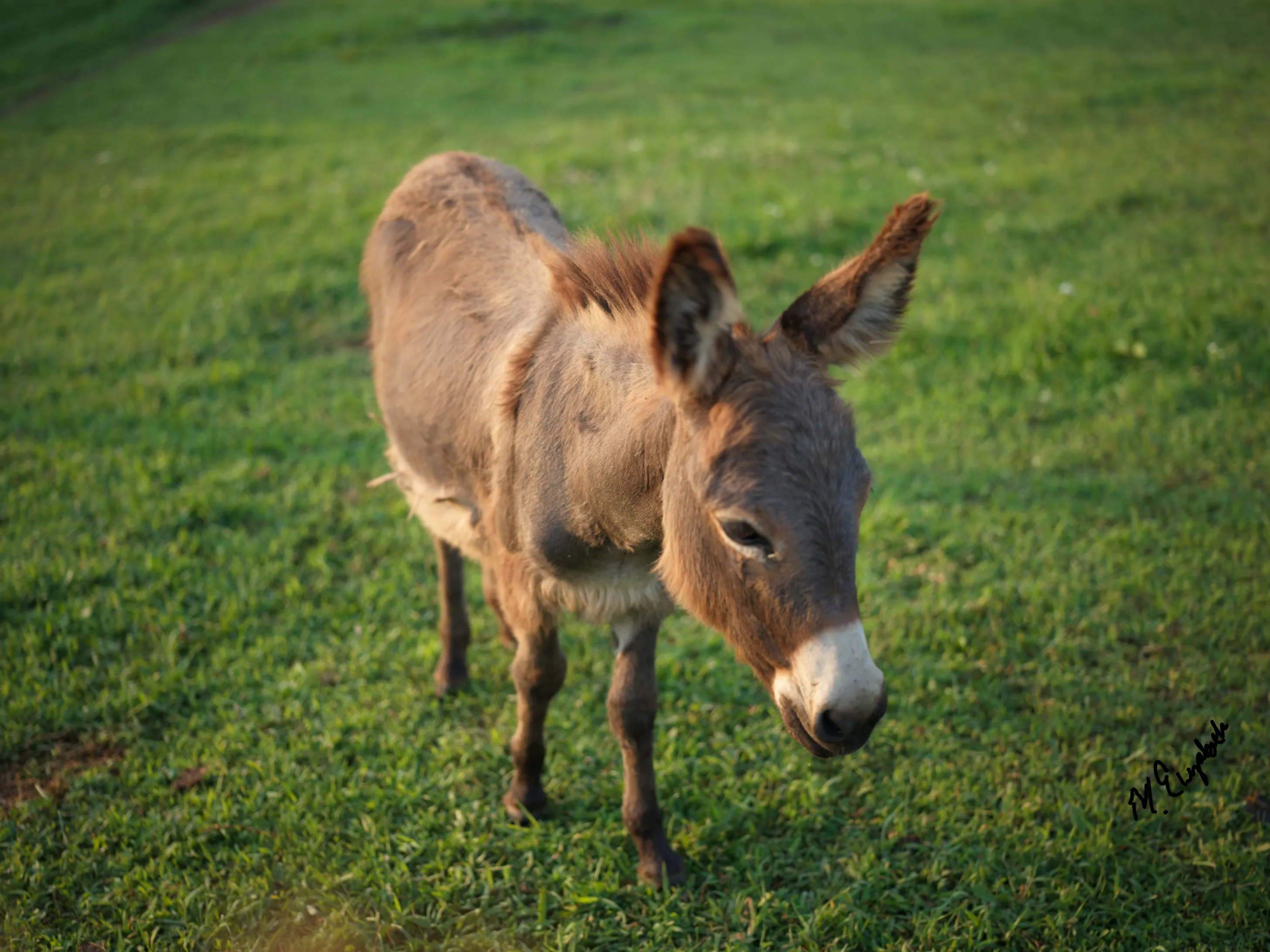 Close up of a mini donkey's face