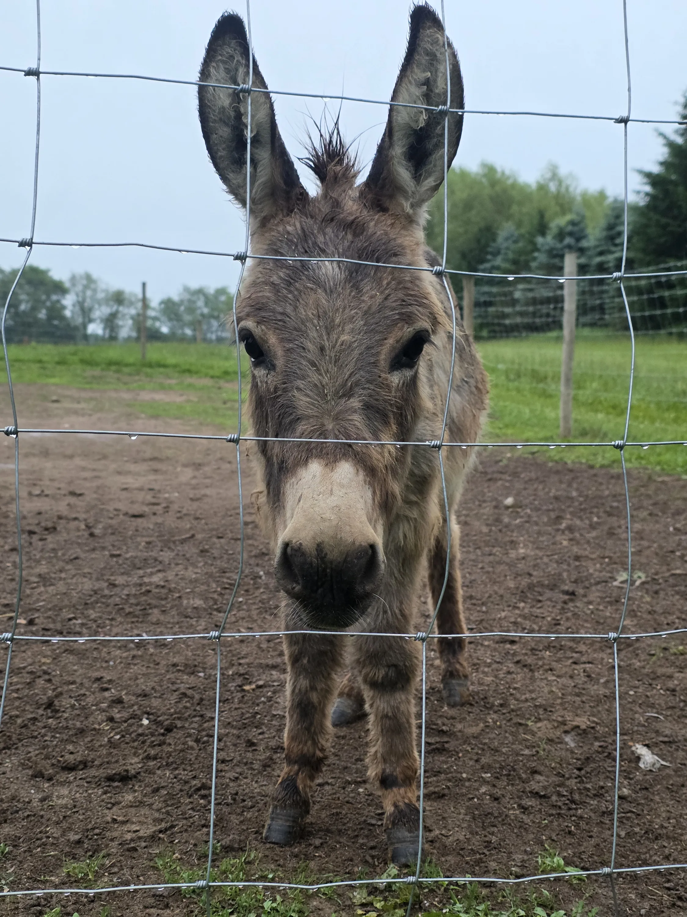 Mini donkey foal peeking through the fence