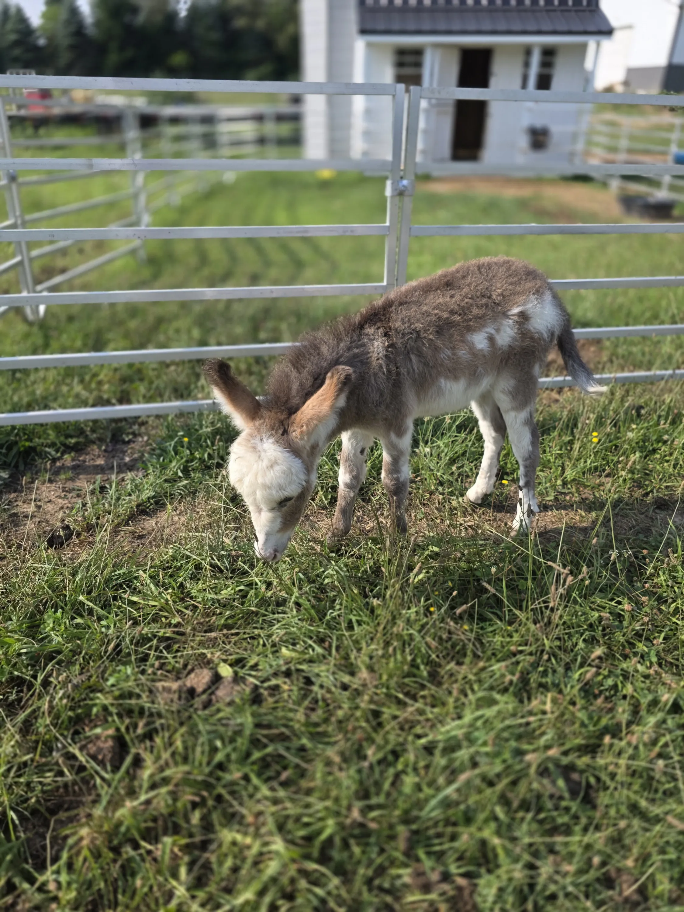 Mini donkey foal