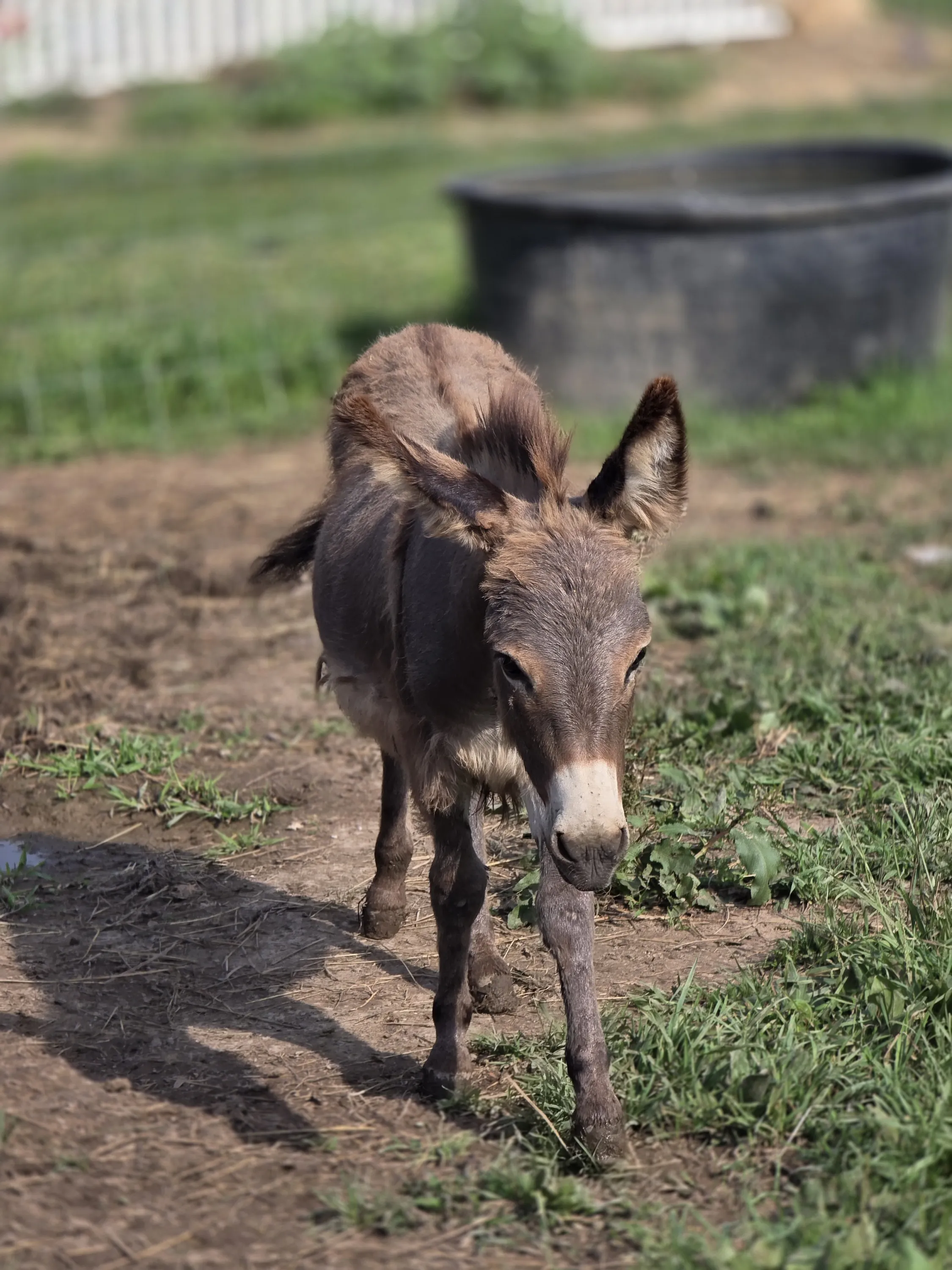 Mini donkey foal walking toward the camera