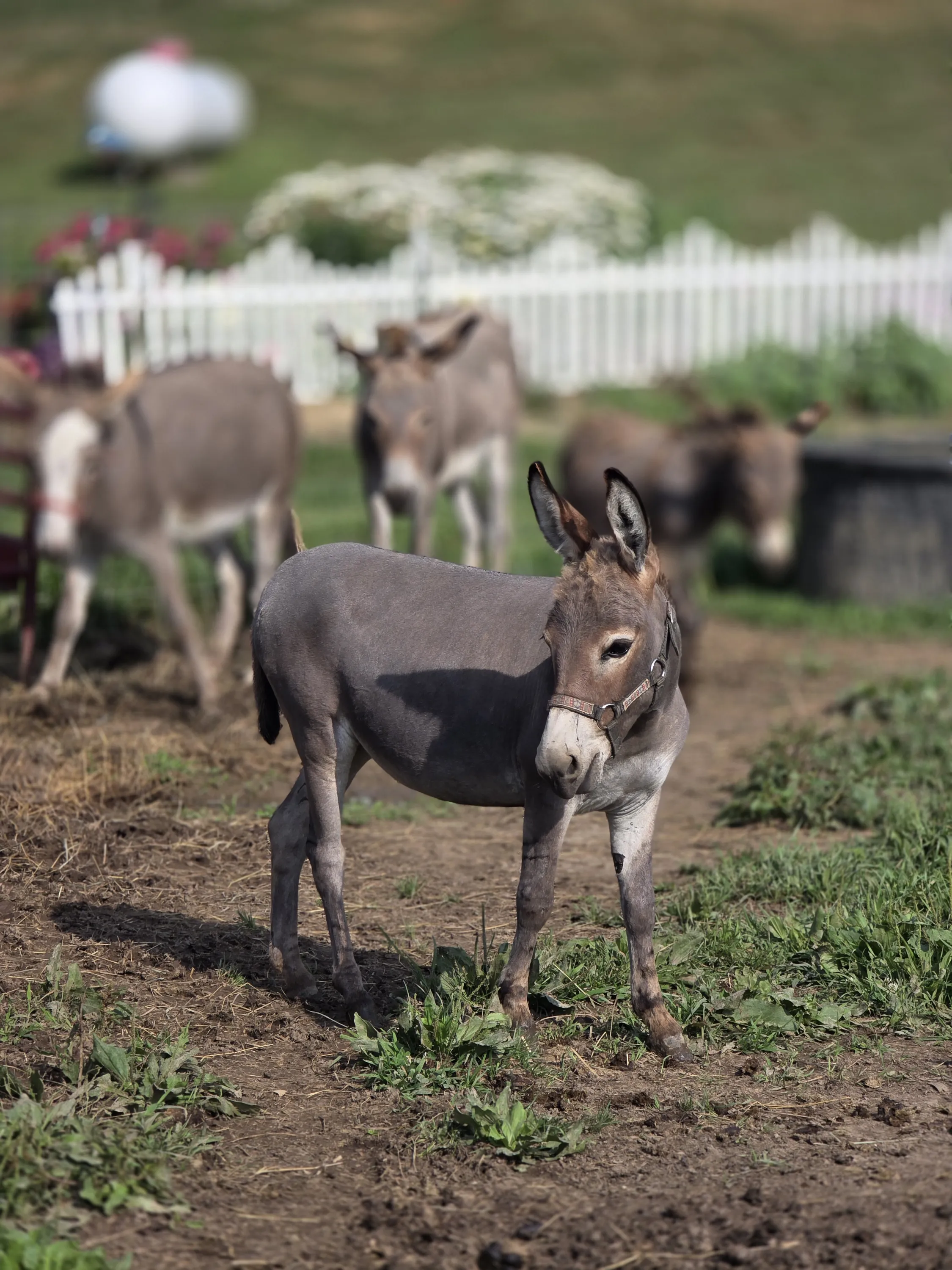 Mini donkey foal with the herd