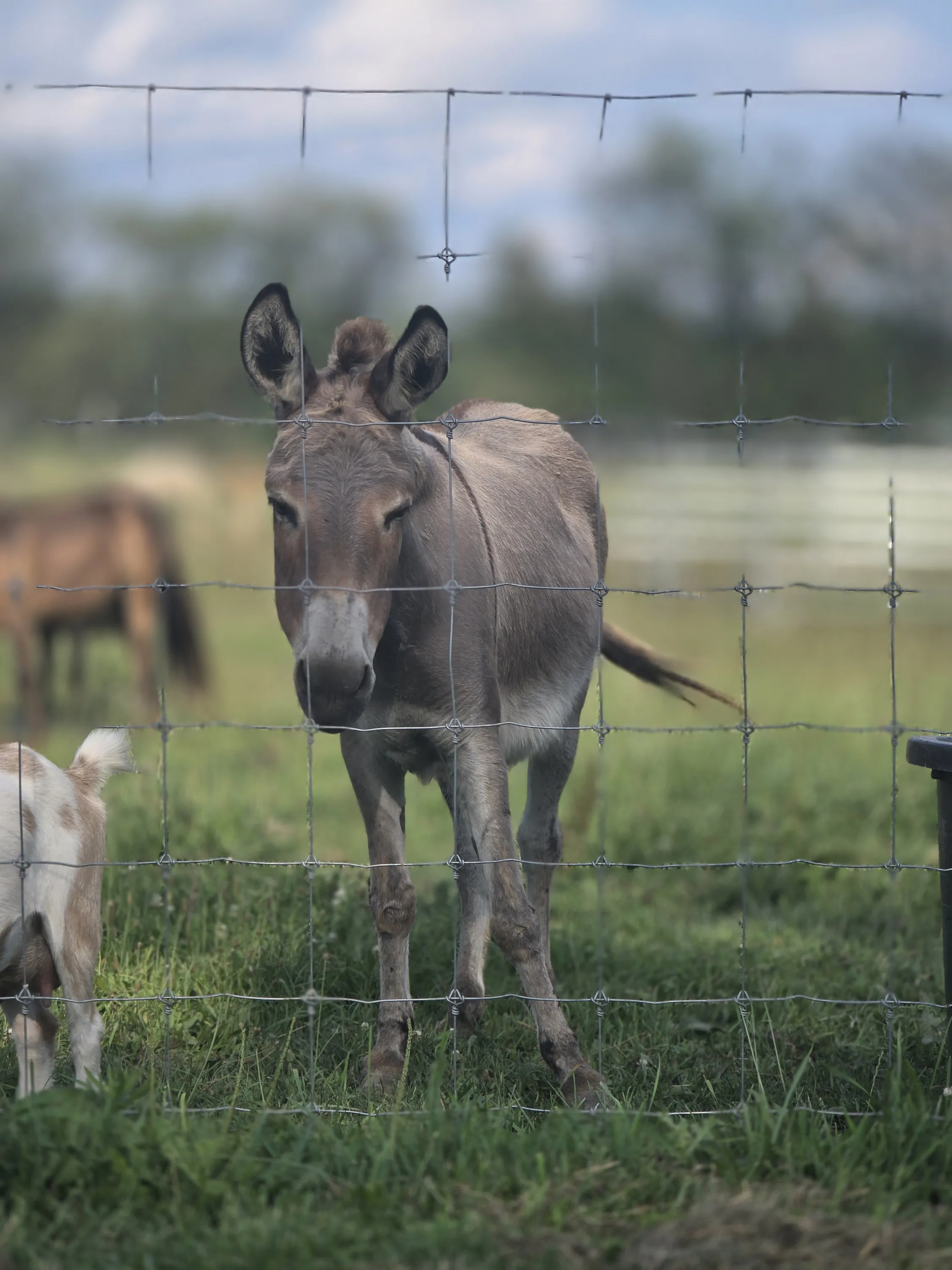Honey the mini donkey by the fence