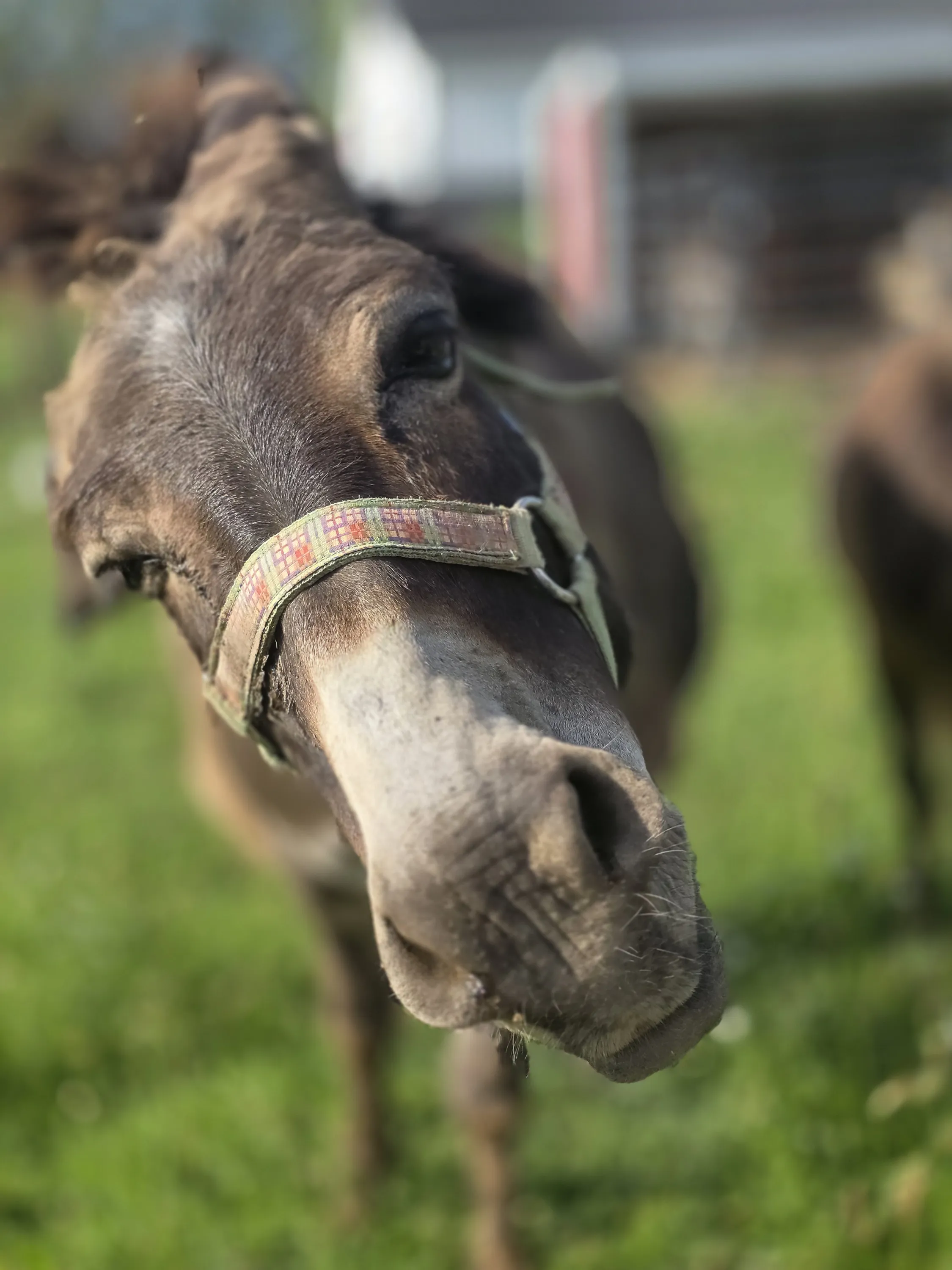 Close up of a mini donkey's muzzle