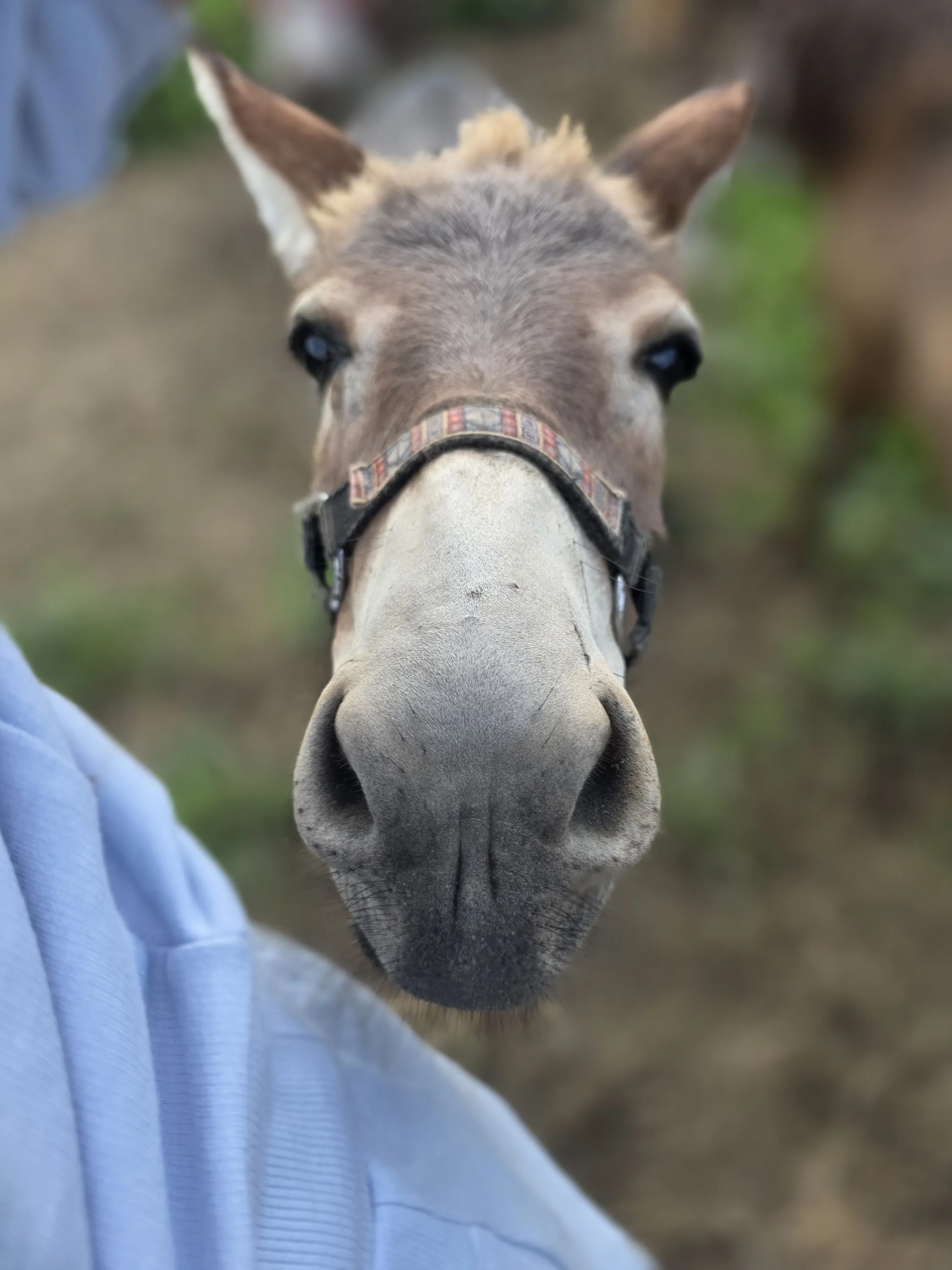 Close up of a mini donkey