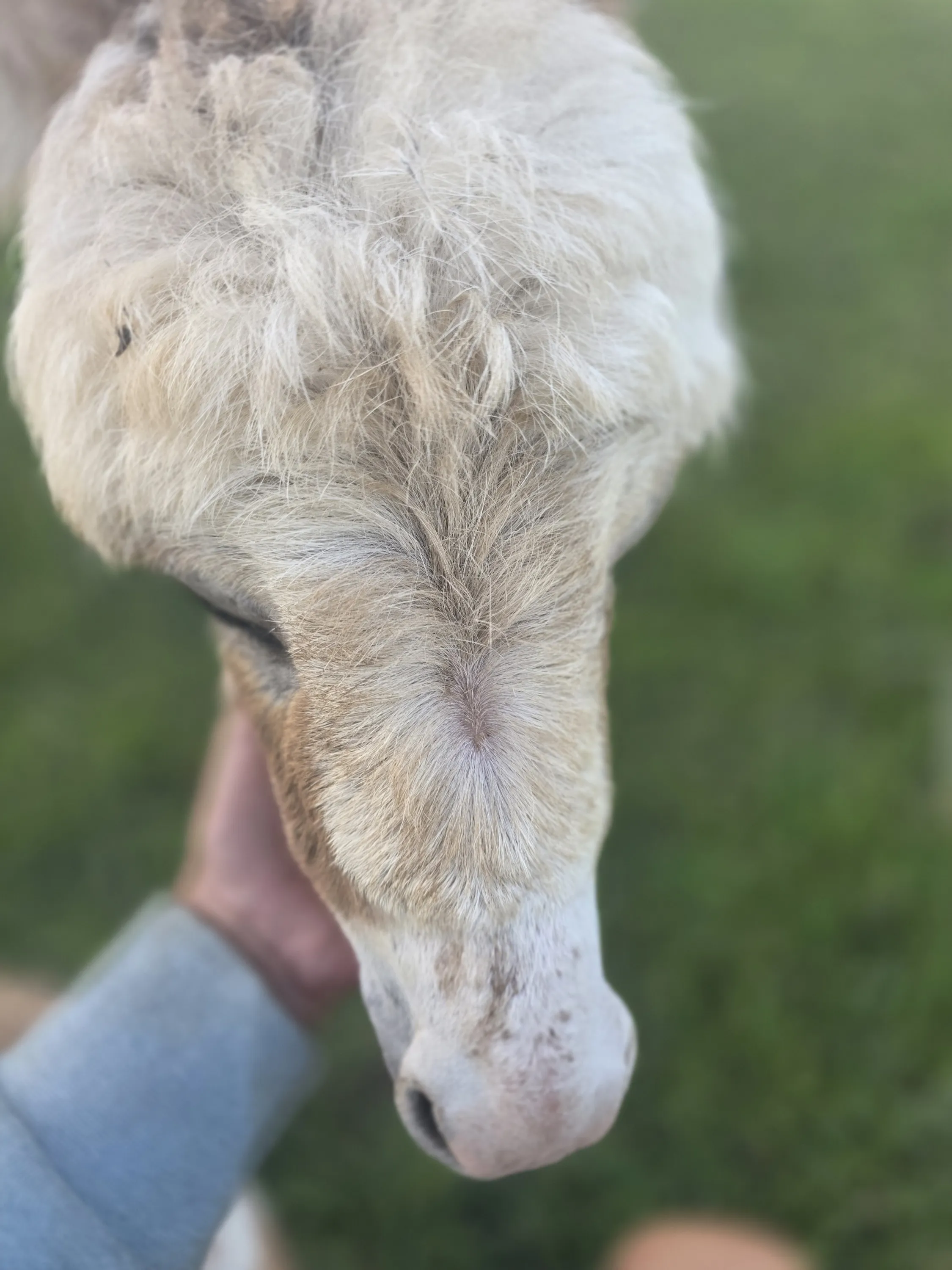 Close up of Penny Lane, our mini donkey foal
