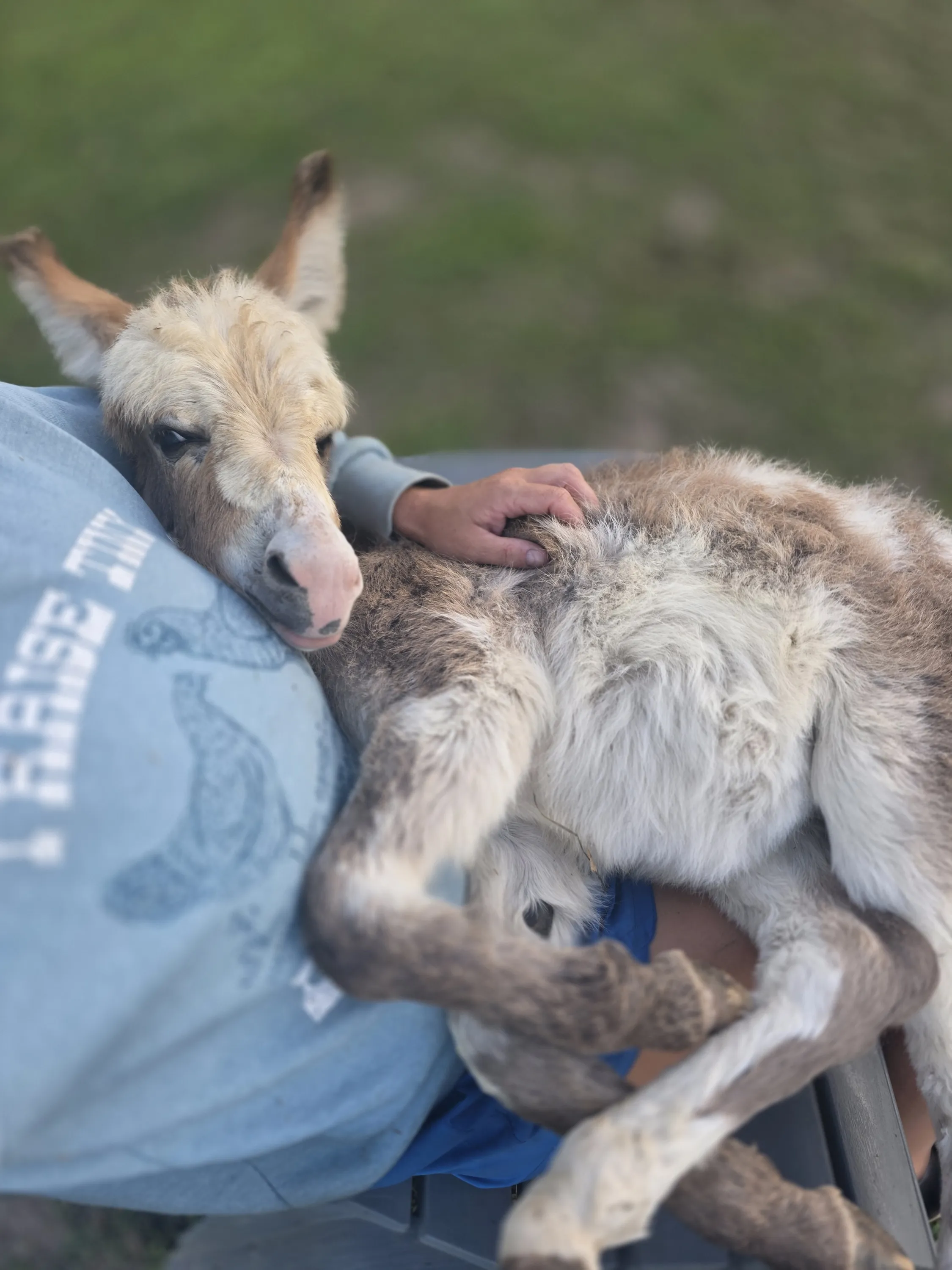 Penny Lane, our mini donkey foal, napping on a shoulder
