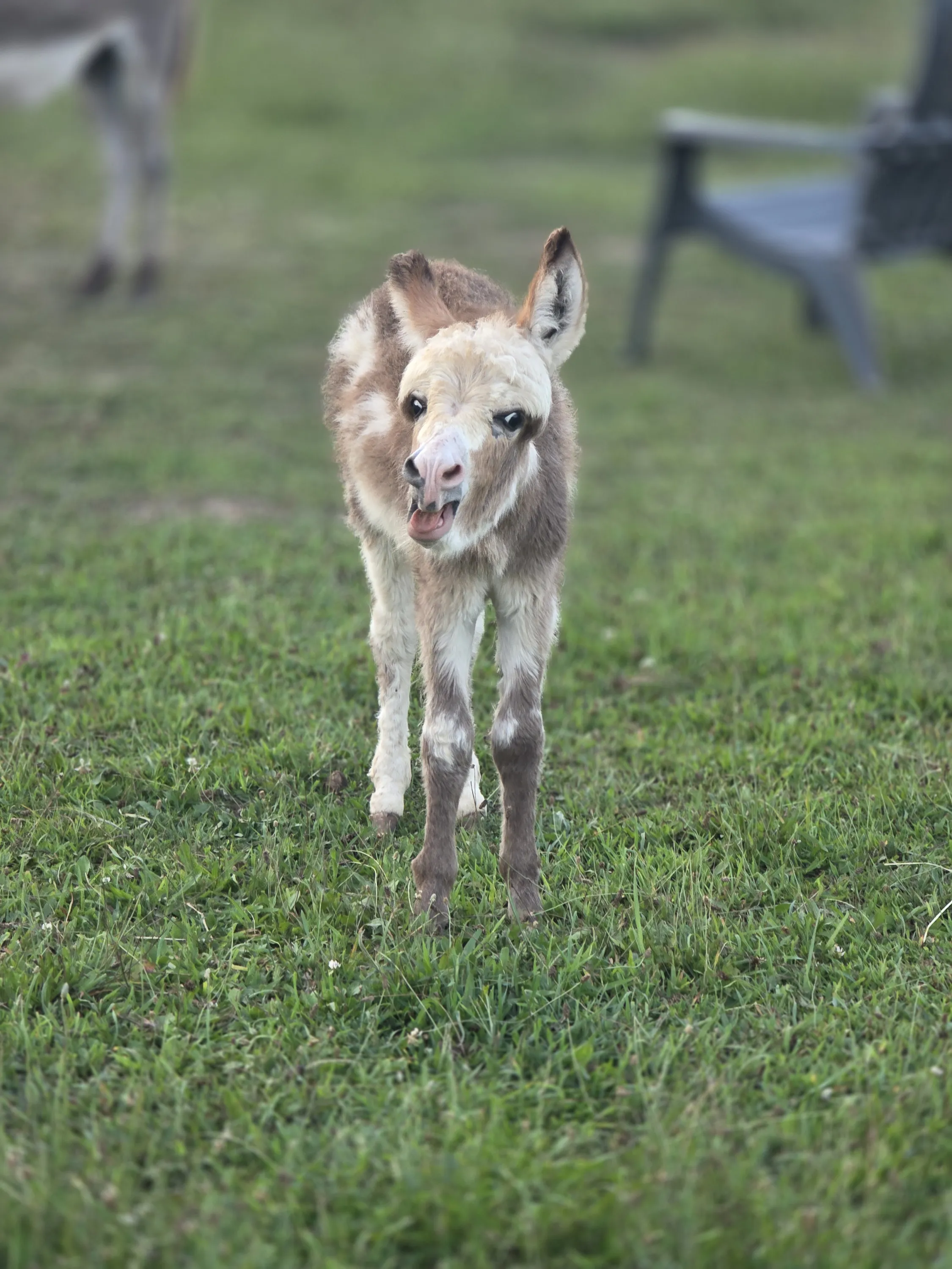 Penny Lane exploring the pasture