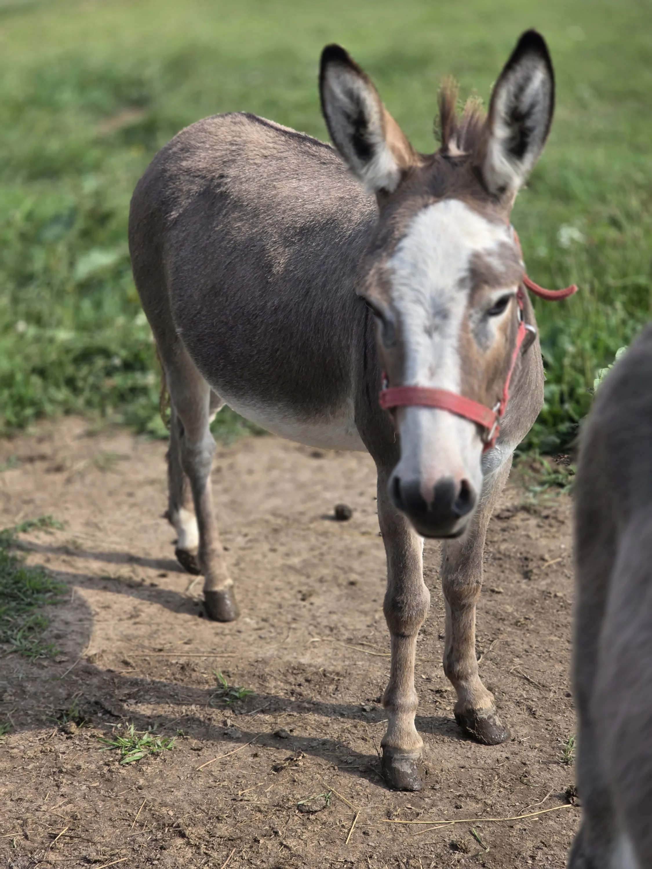 Mini donkey with red halter