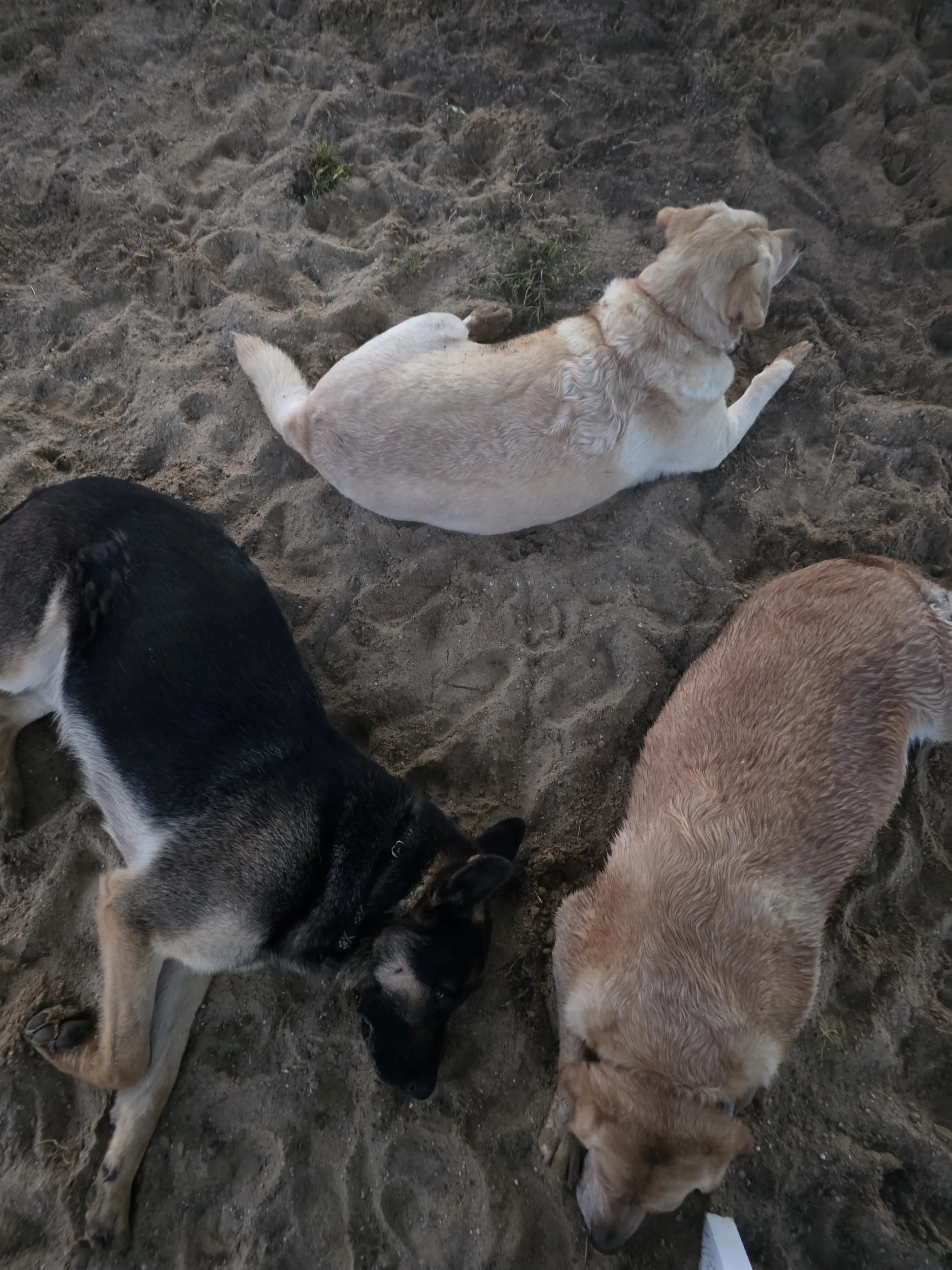 Farm dogs playing in the sand