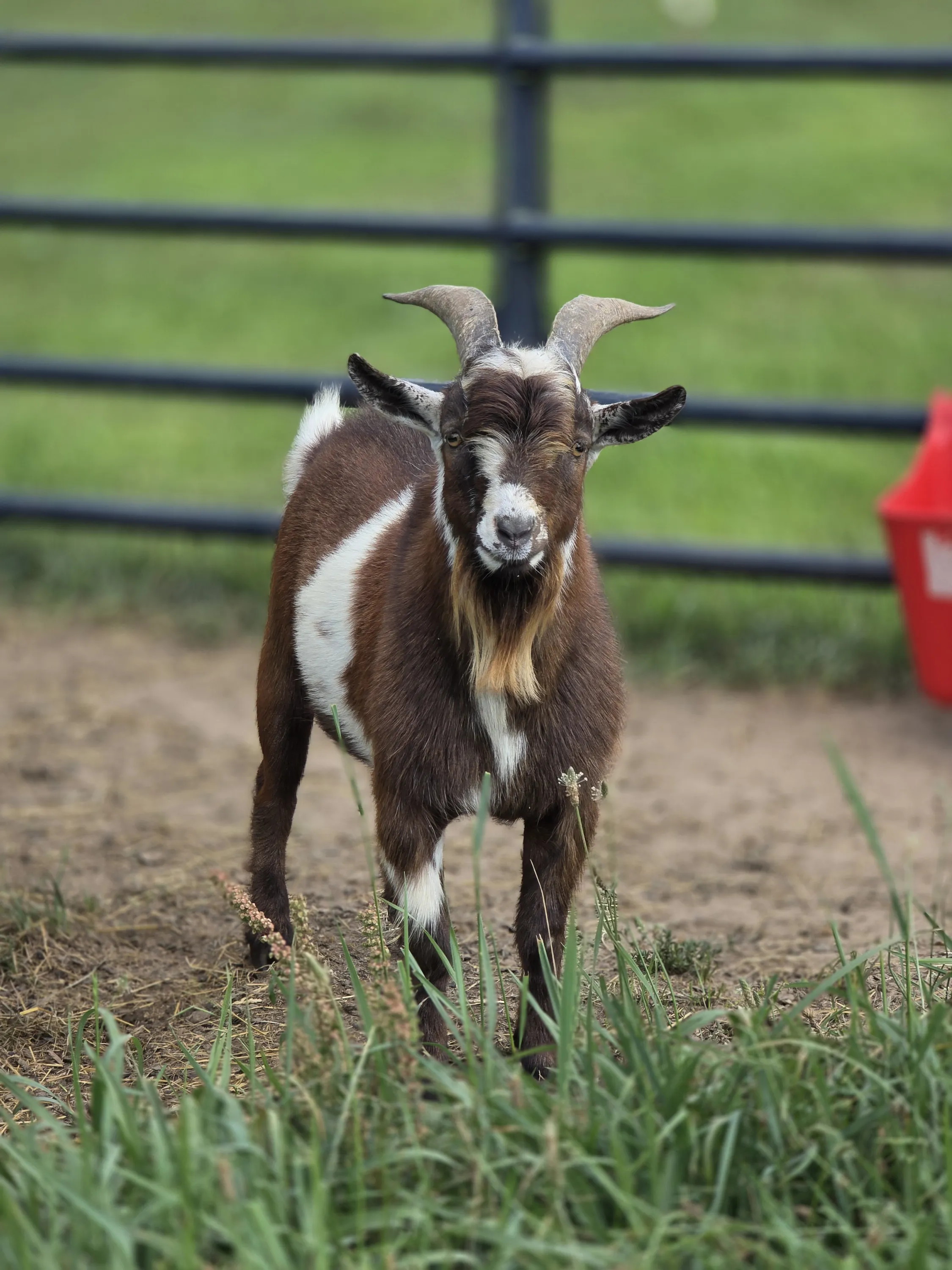 Brown and white goat in the pasture