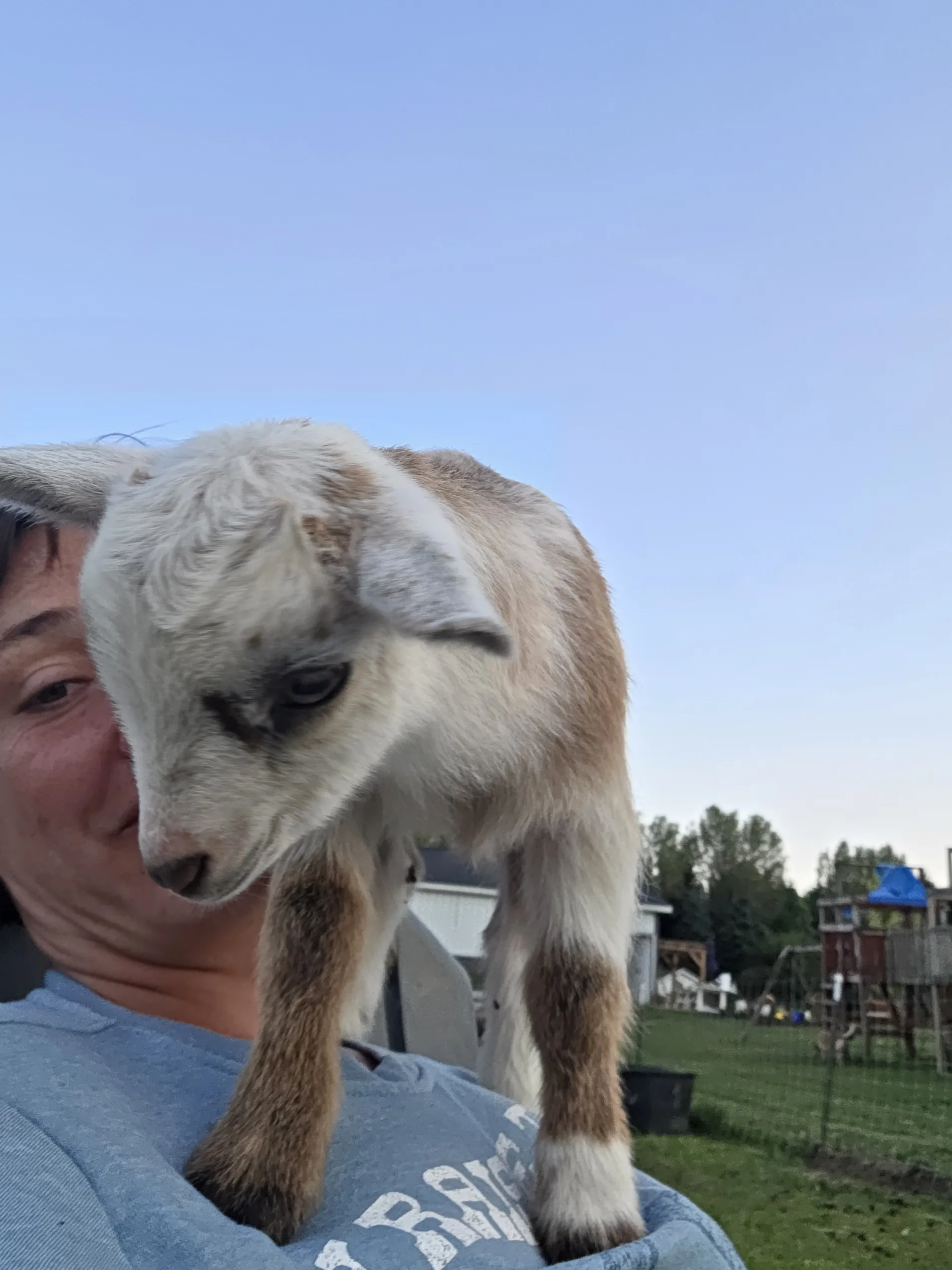 Faith, Fawna's kid, held close on the farm