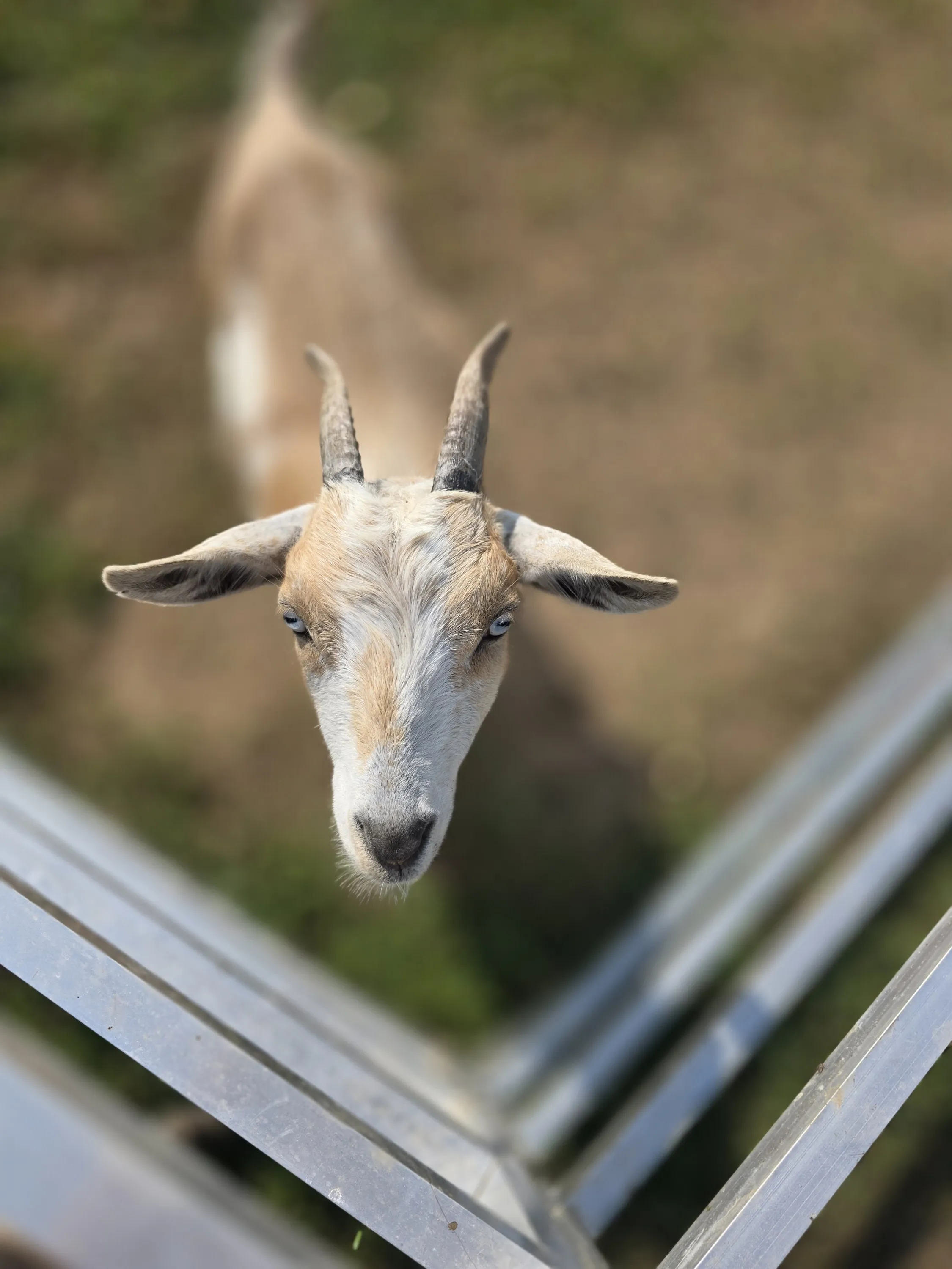 Fawna, one of our Nigerian Dwarf does