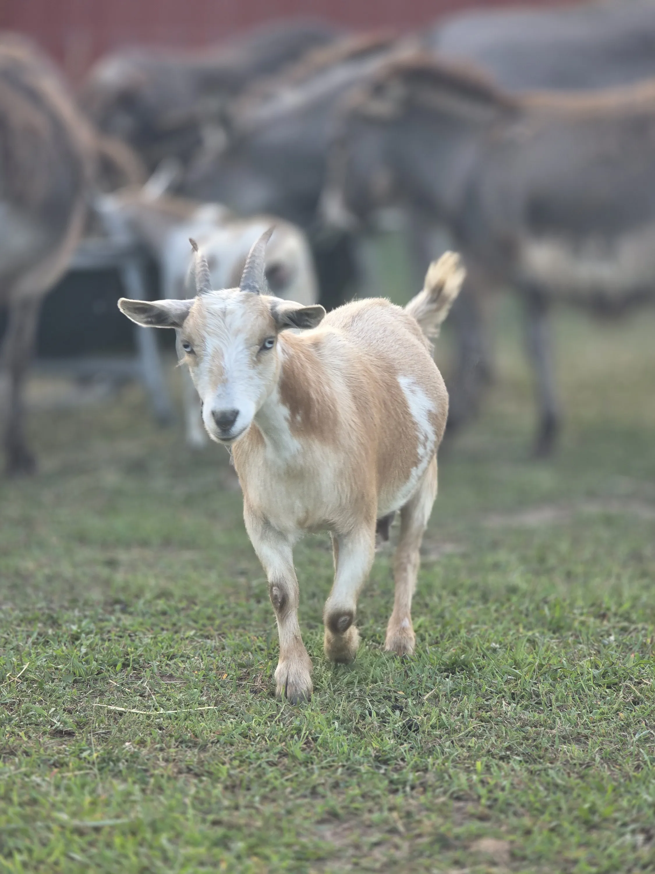 Fawna walking across the pasture