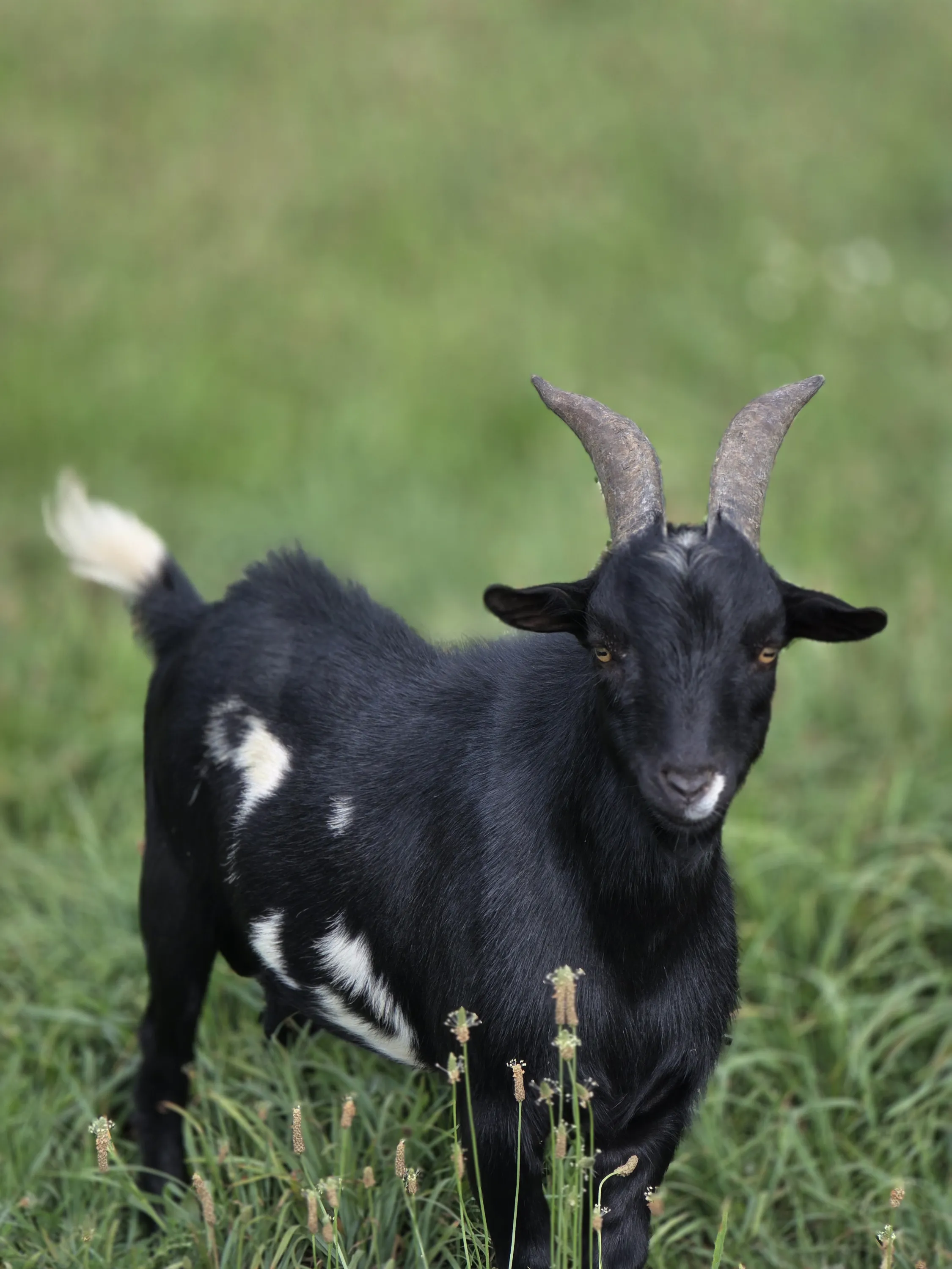 Ferdinand, one of our goat sires