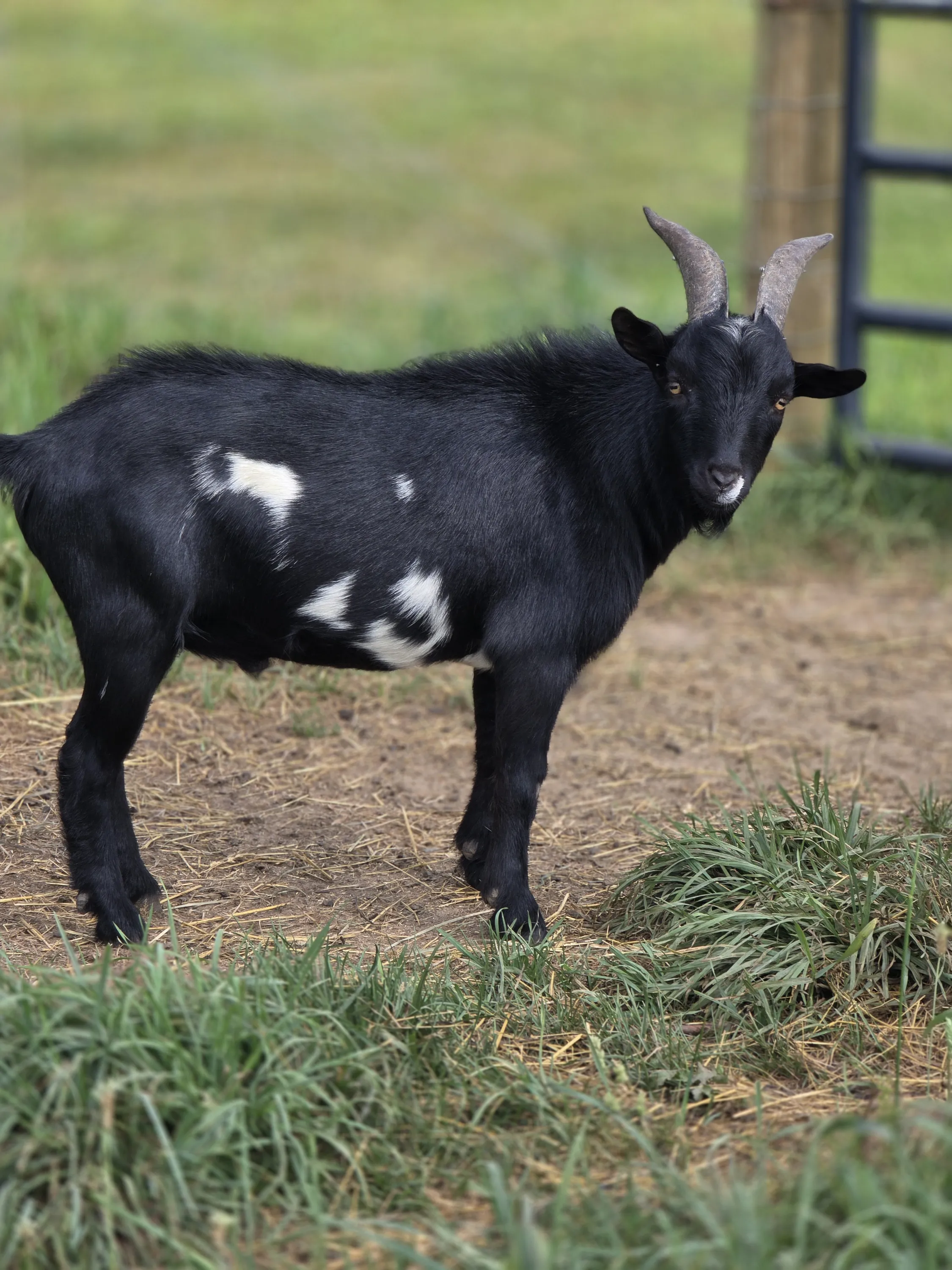 Ferdinand looking back at the camera