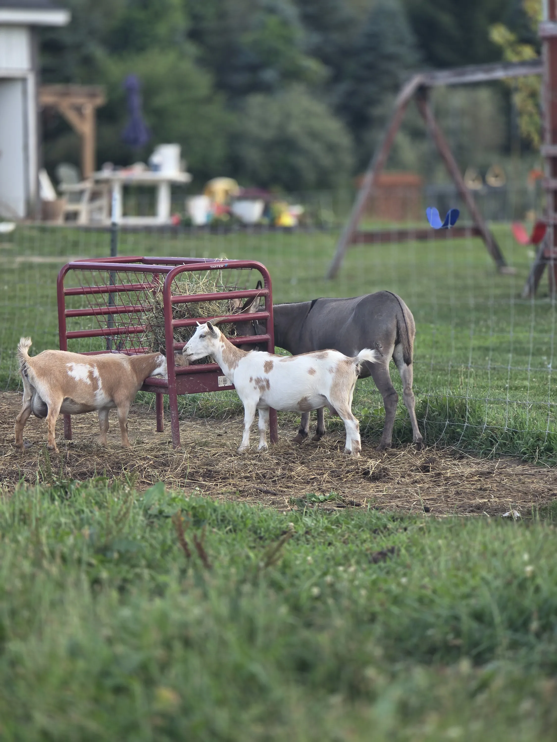 Fiona and Fawna at the hay feeder with the donkeys