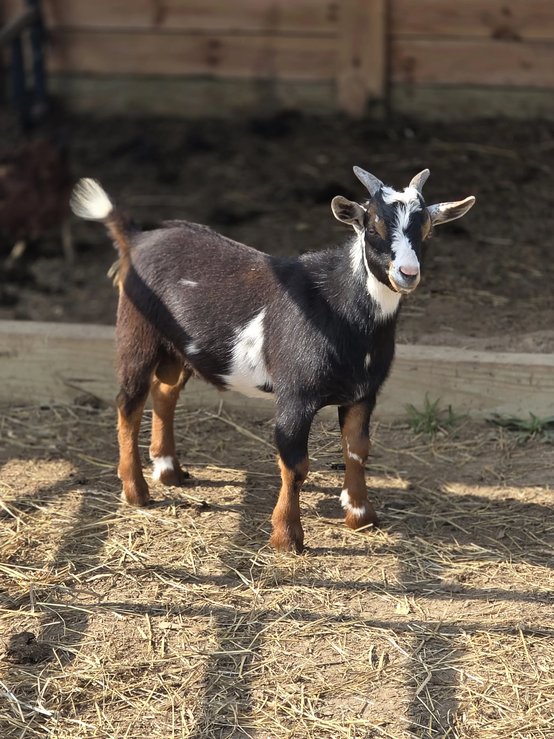 Nigerian Dwarf goat in the pasture