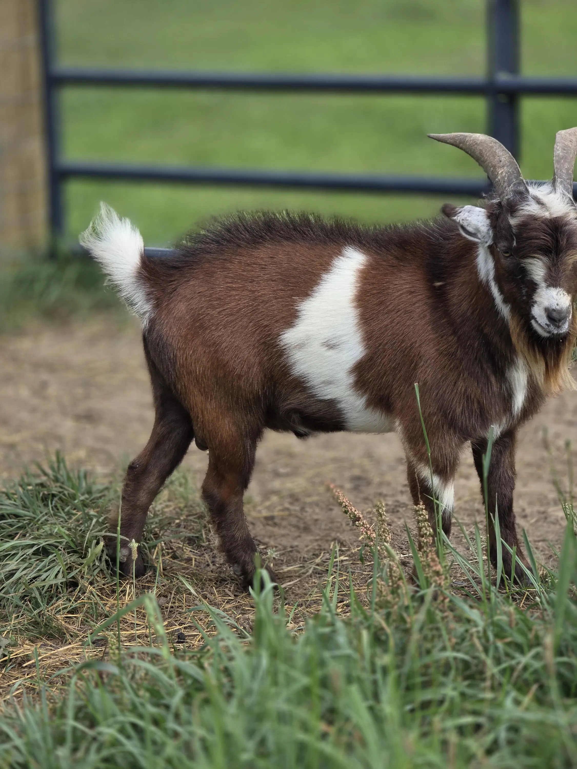 The Fonz grazing in the pasture
