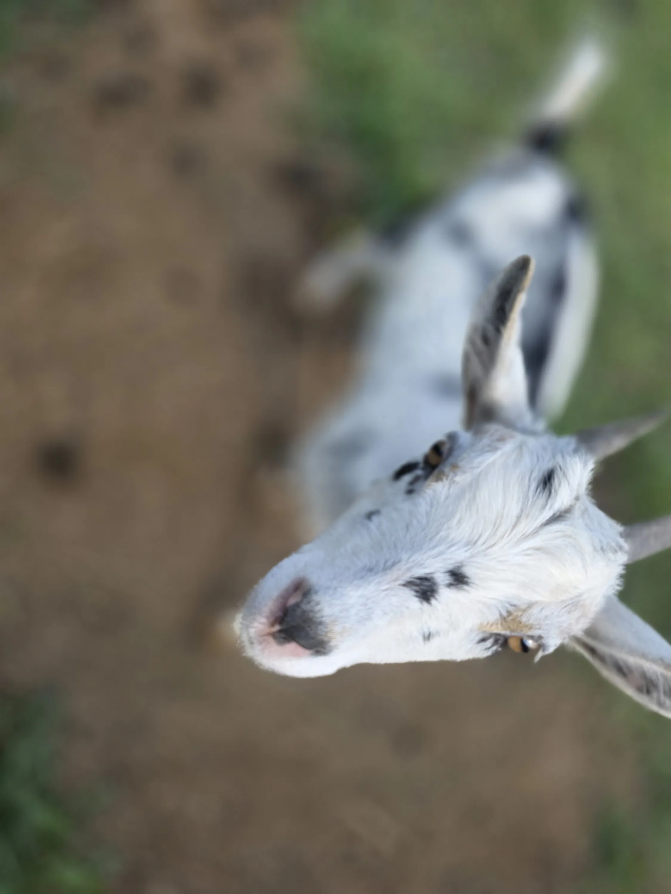 Freya, one of our Nigerian Dwarf does