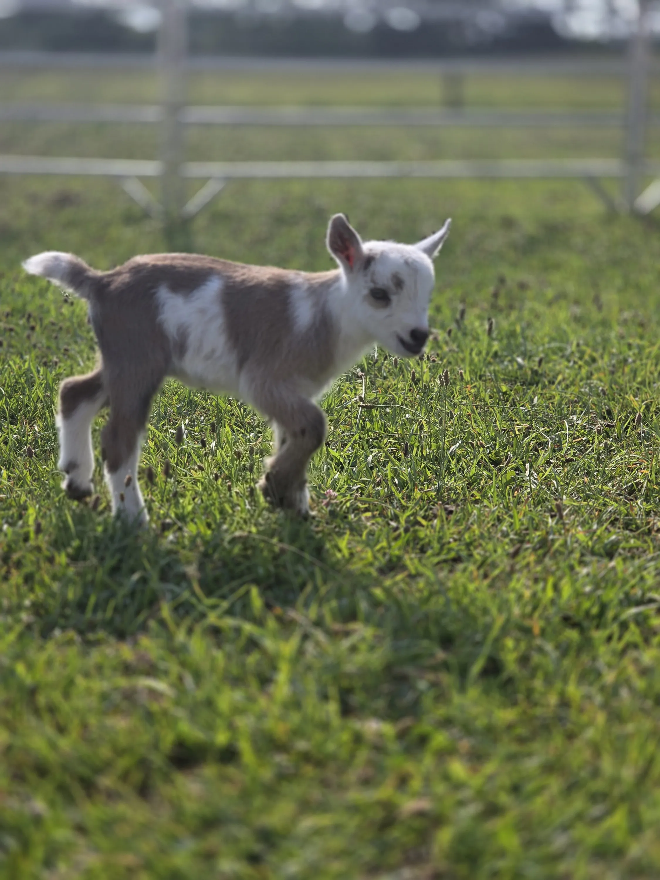 Nigerian Dwarf goat kid