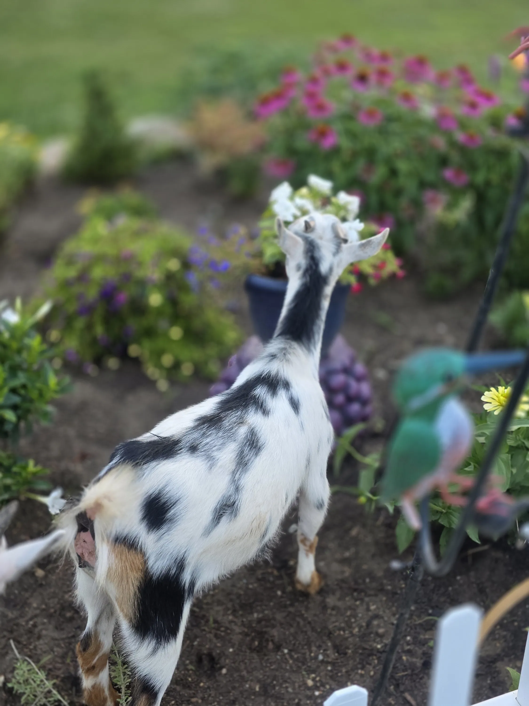 Goat kid among the flowers