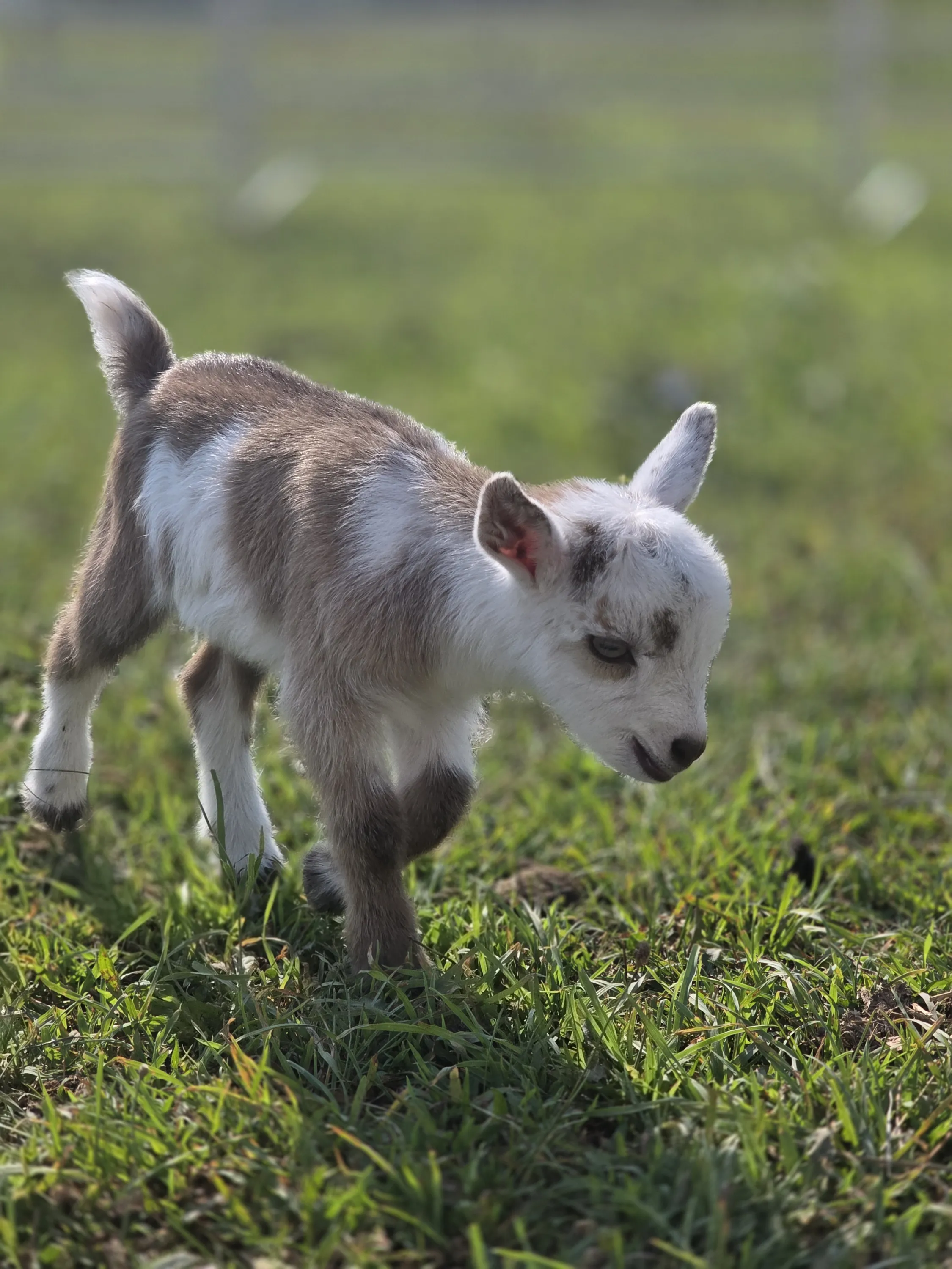 Goat kid walking through the grass
