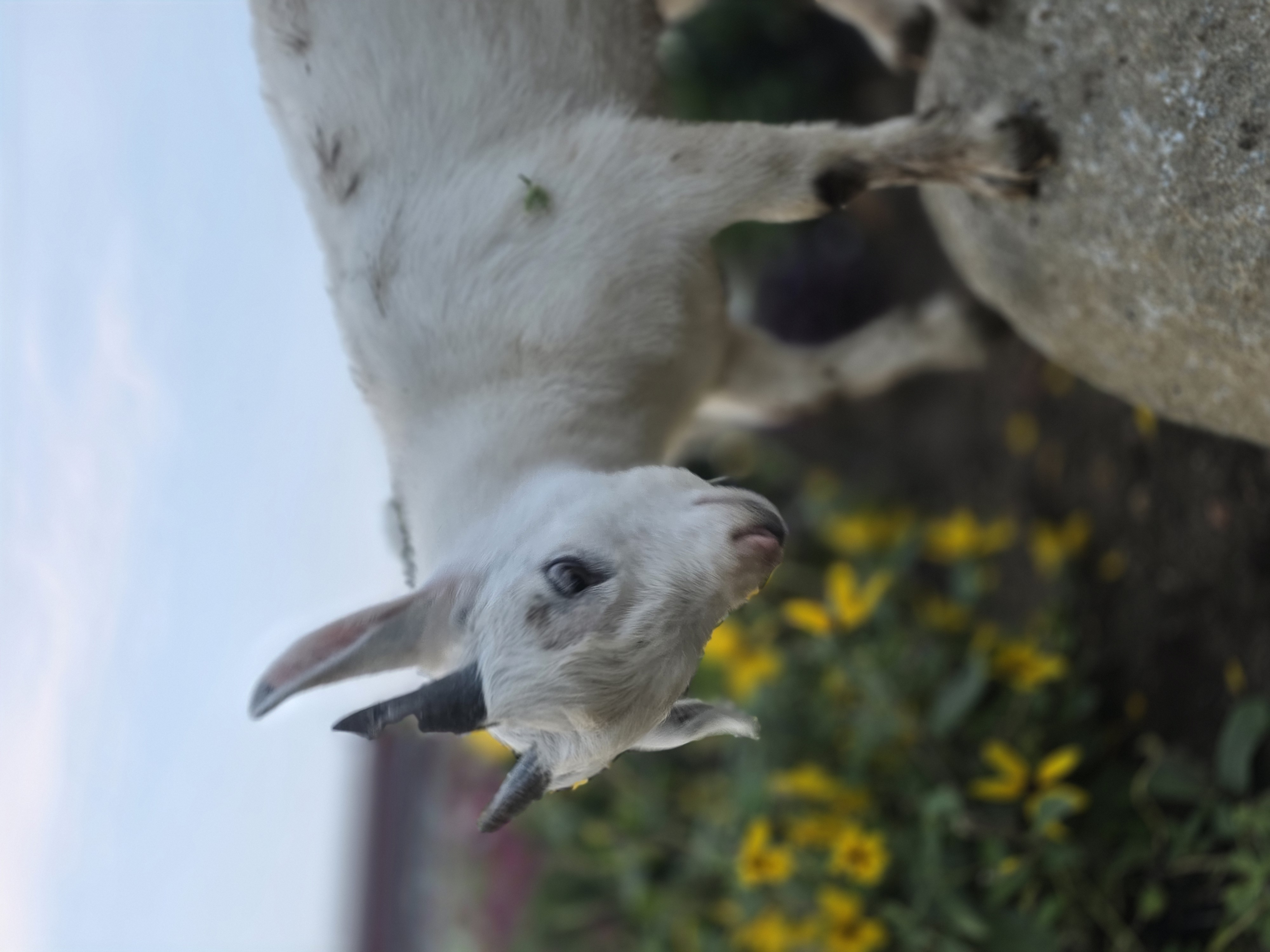 White goat kid close up