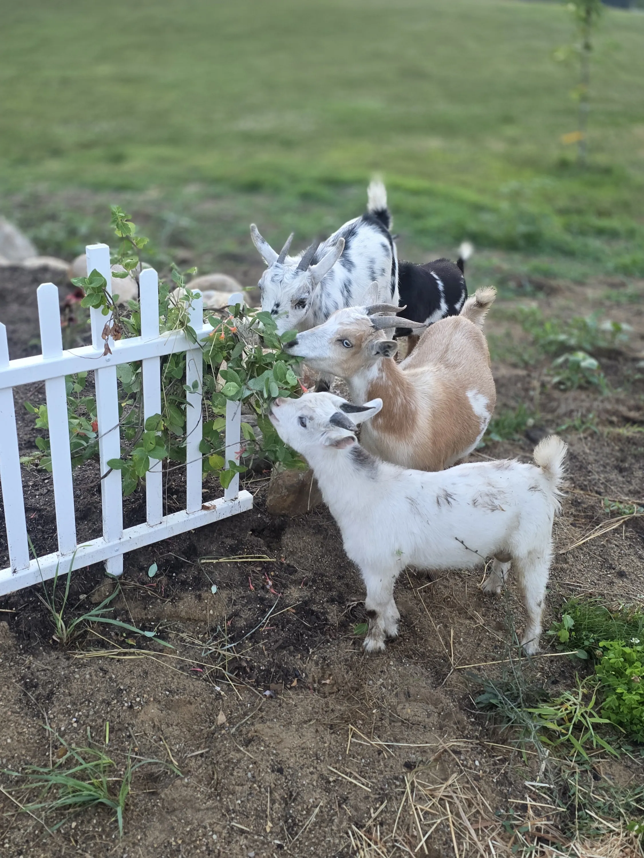 Goat kids nibbling flowers along the fence